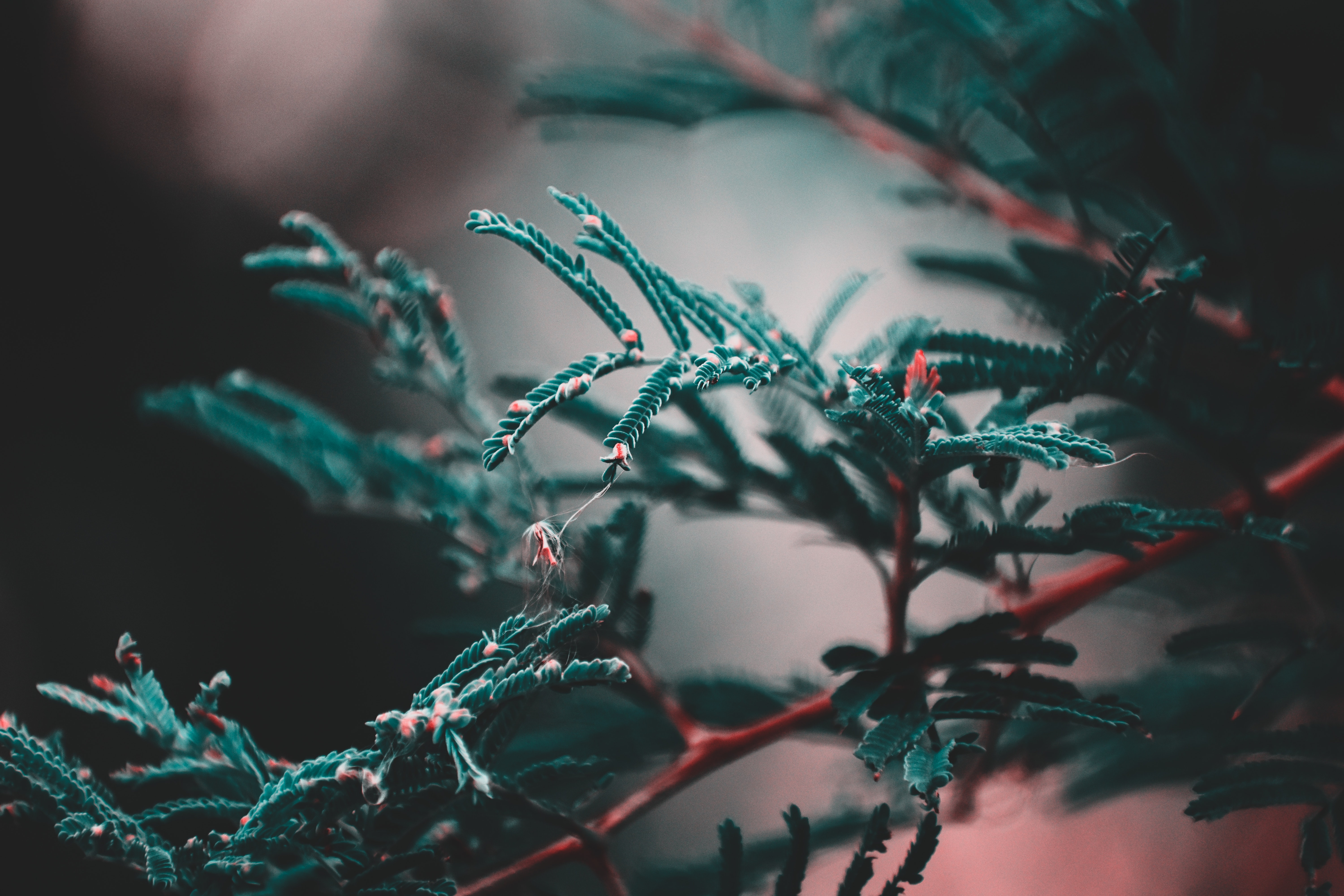 blur, green, leaves, plant, macro, smooth, branch QHD