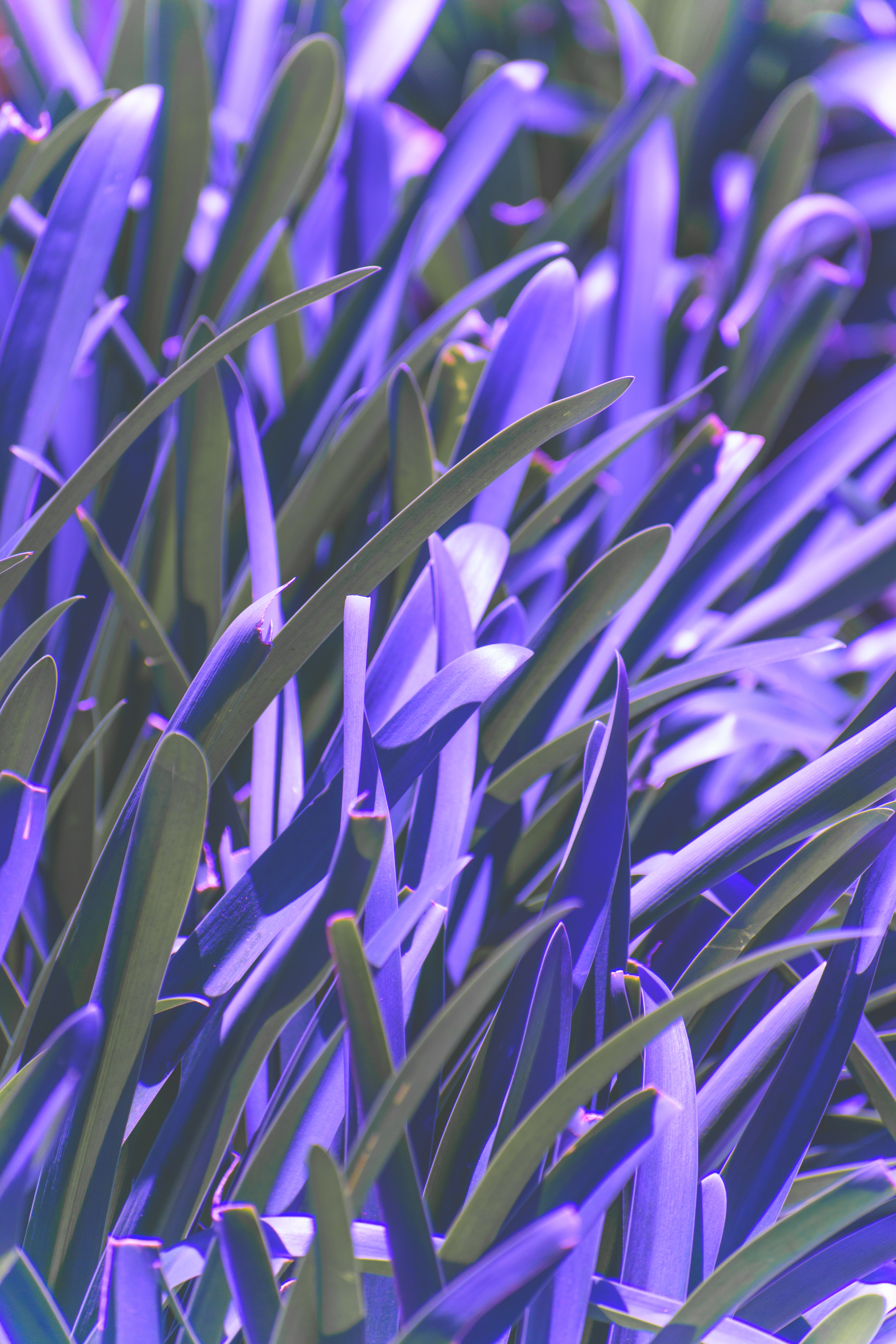 154377 Hintergrundbild herunterladen blätter, violett, pflanze, makro, unschärfe, glatt, lila - Bildschirmschoner und Bilder kostenlos