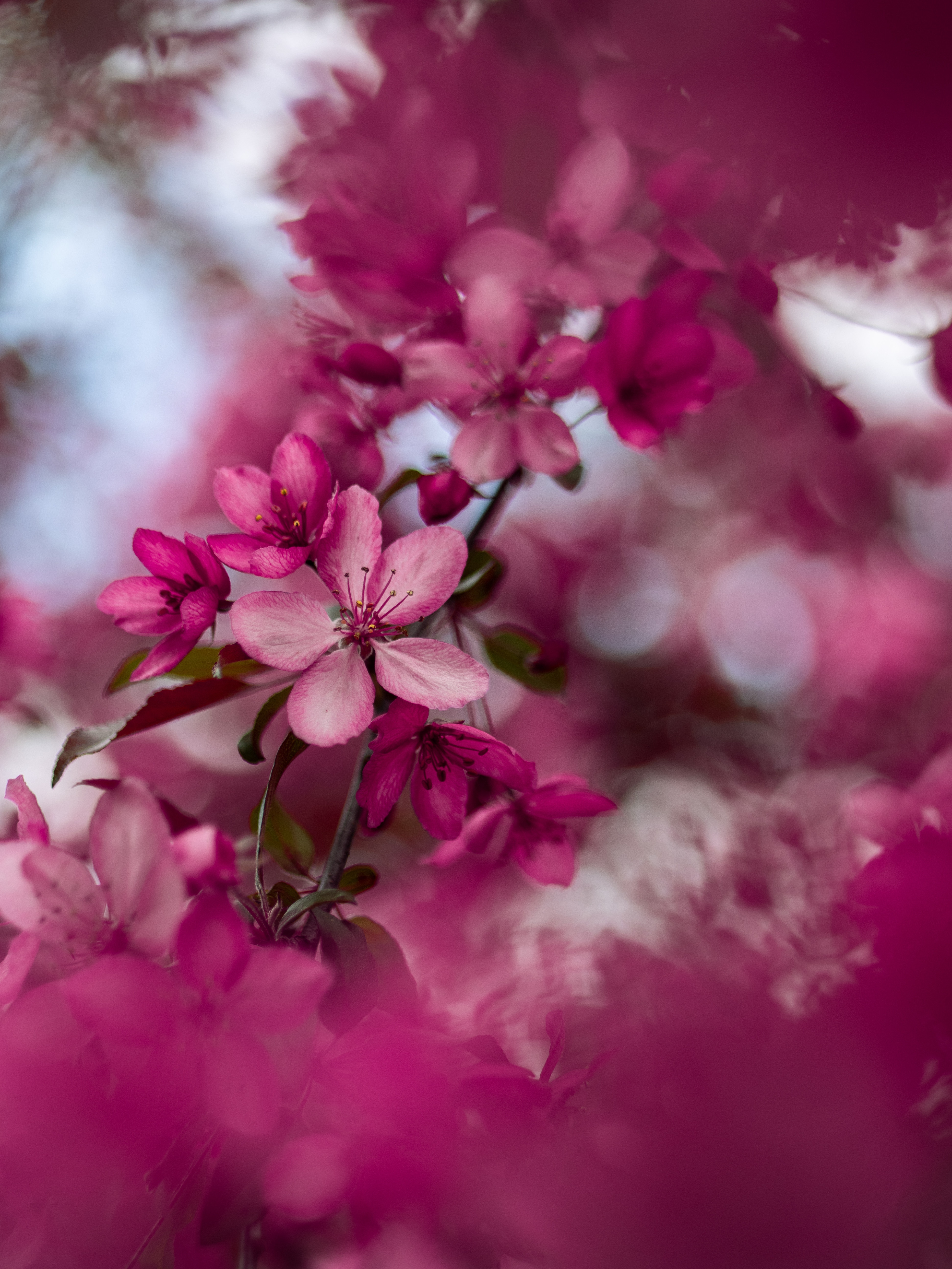 pink, flowers, sakura, bloom, flowering, branch