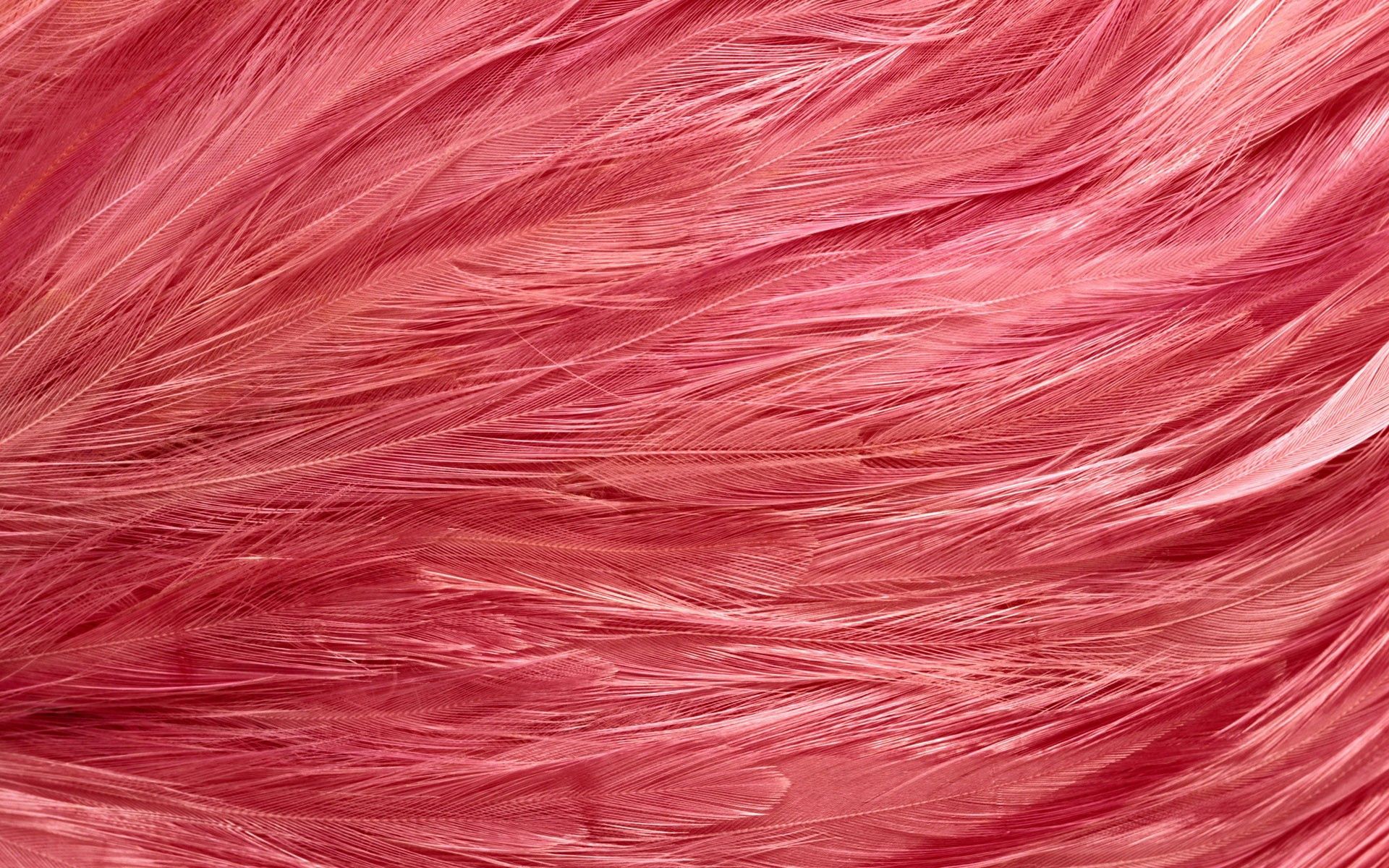 texture, color, bright, feather 5K