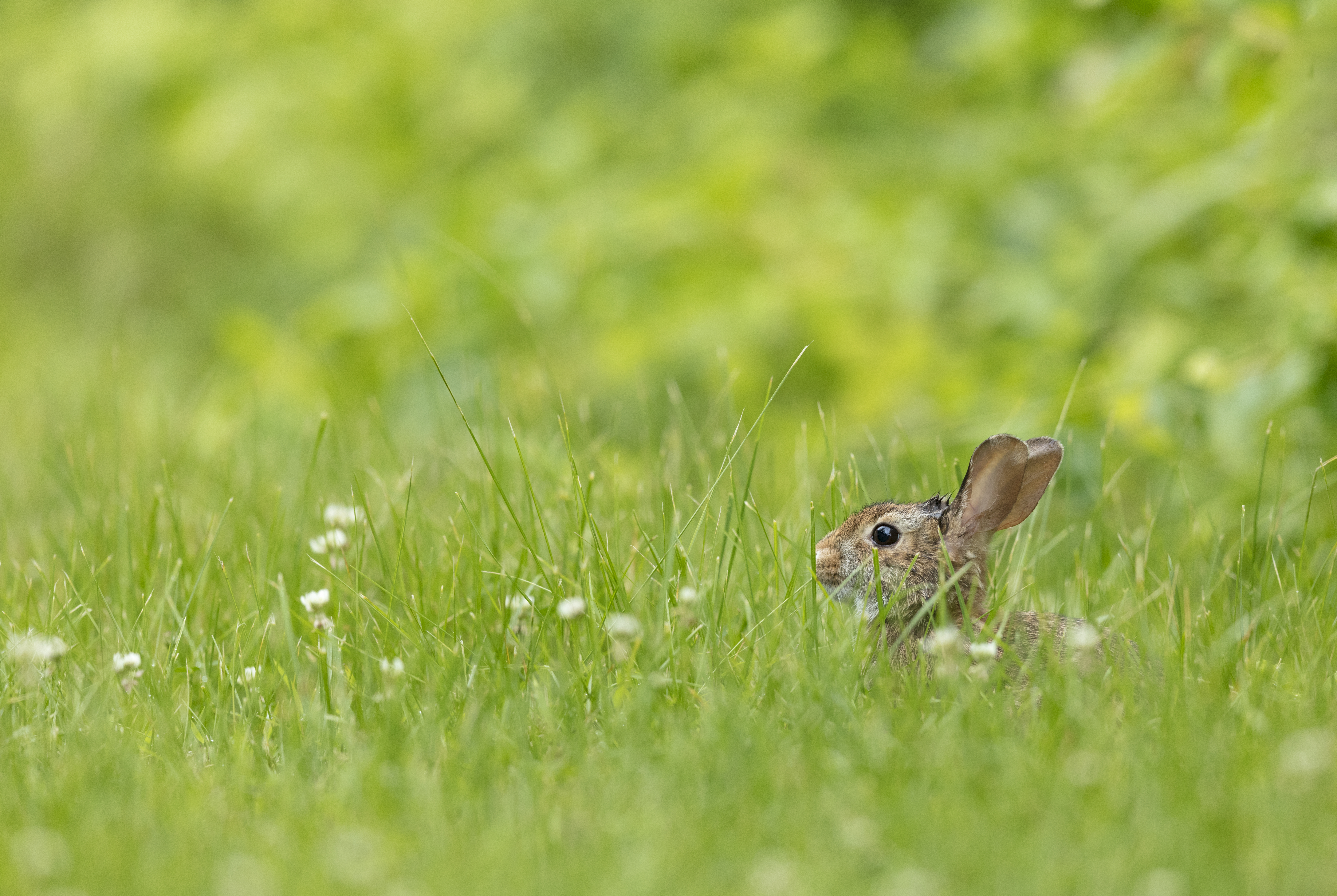 57070 Bild herunterladen kaninchen, tiere, grass, braun, tier - Hintergrundbilder und Bildschirmschoner kostenlos
