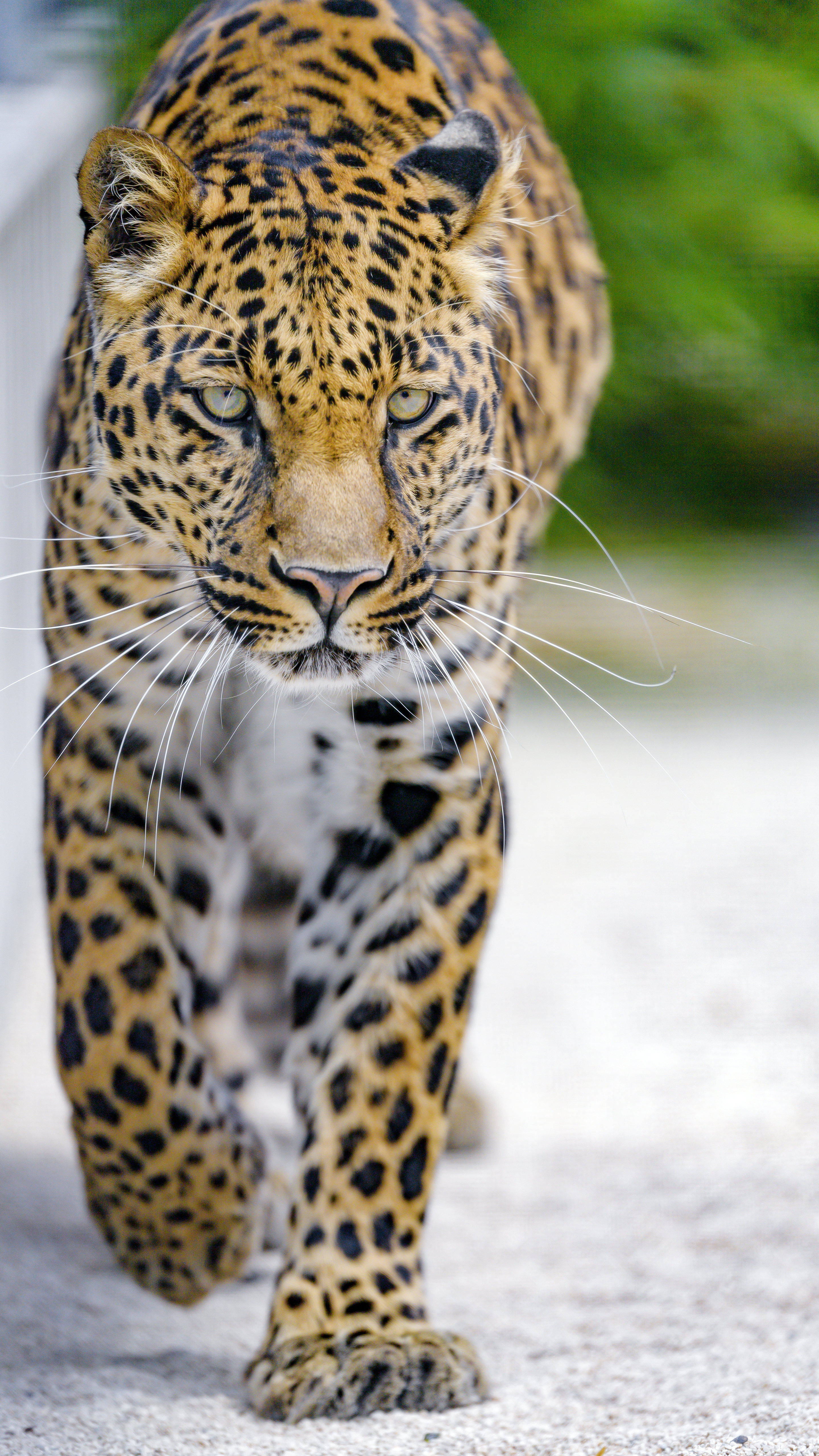 89358 télécharger le fond d'écran léopard, gros chat, animaux, museau, muselière, prédateur, fauve, vue, opinion - économiseurs d'écran et images gratuitement