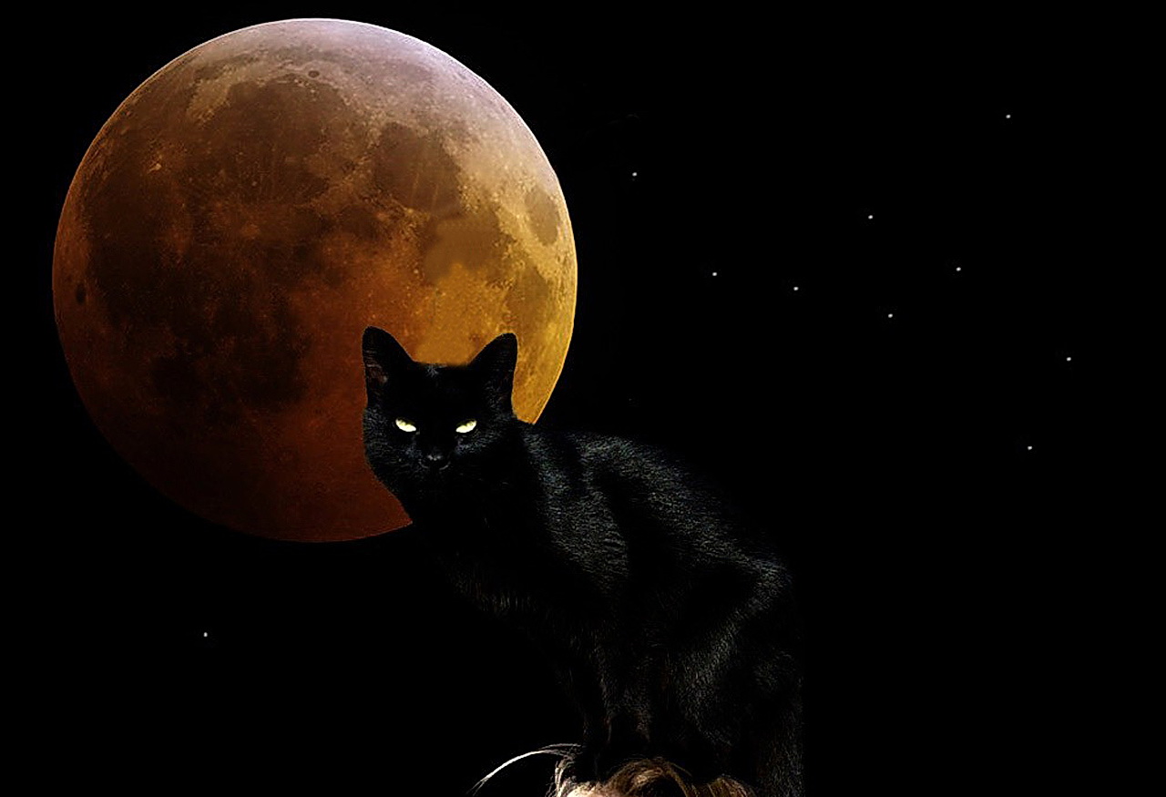 1437039 скачать обои животные, кошка, черный, луна - заставки и картинки бесплатно