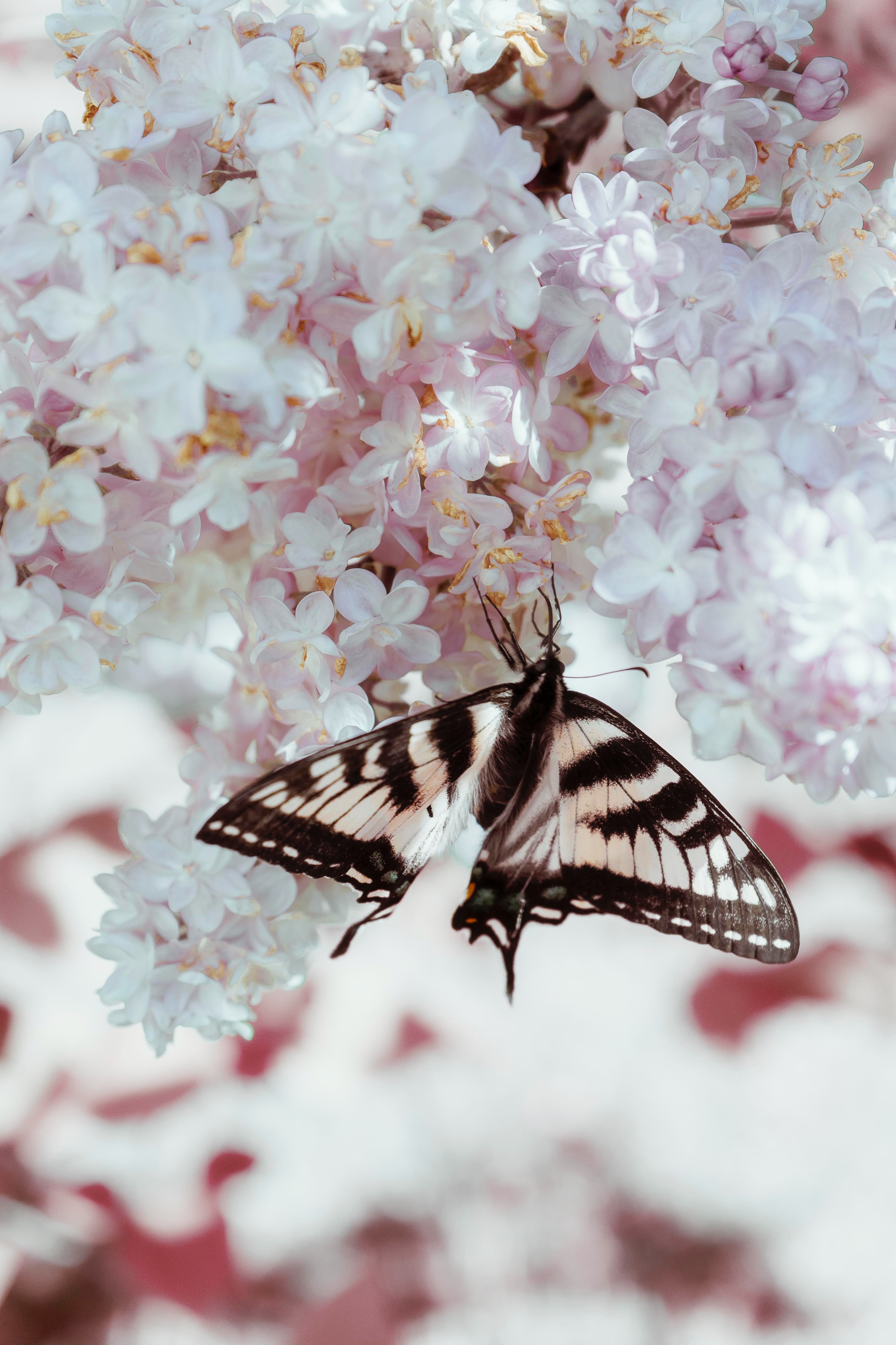 84208 économiseurs d'écran et fonds d'écran Papillon sur votre téléphone. Téléchargez lilas, fleurs, ailes, schéma images gratuitement