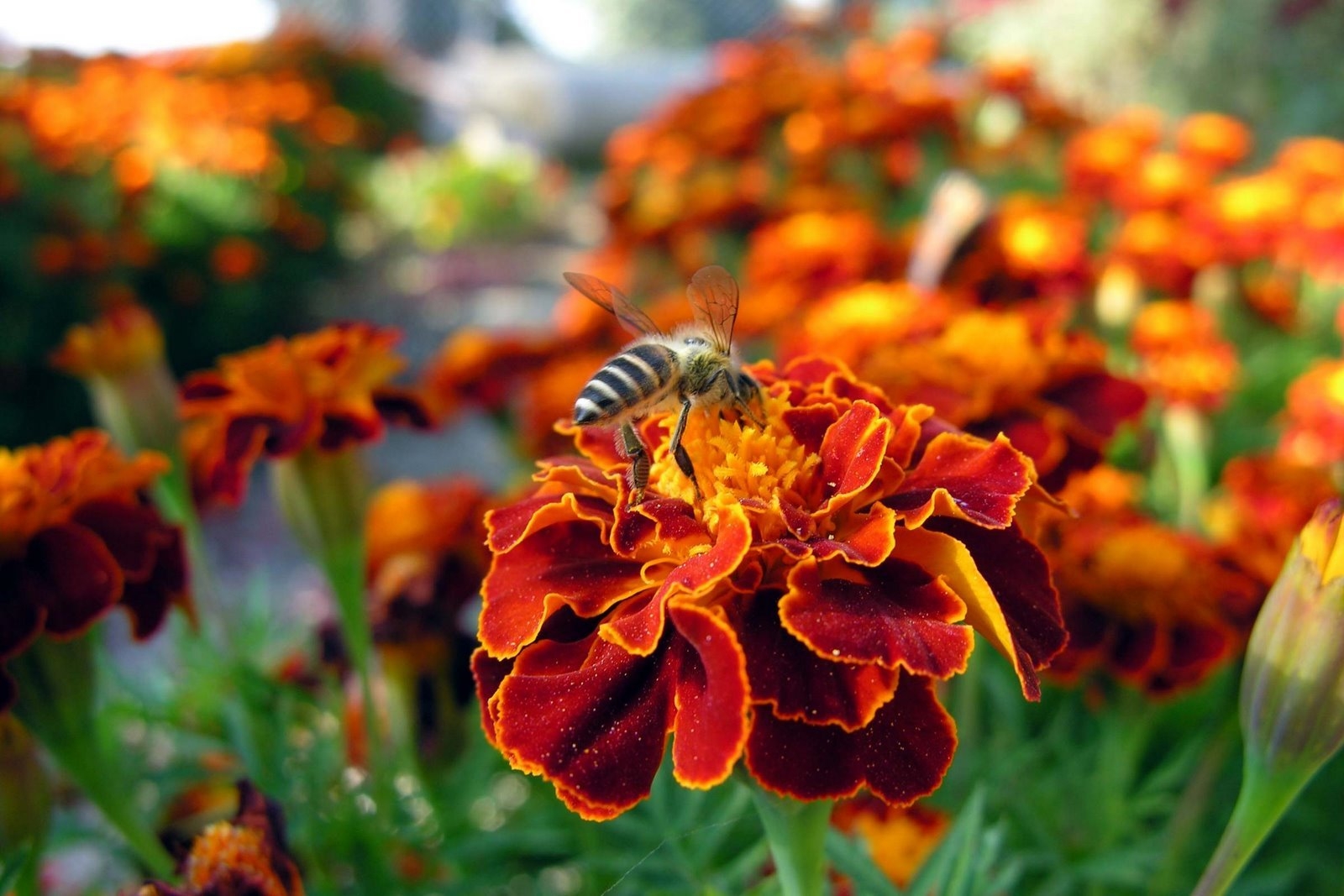 151292壁紙のダウンロード昆虫, 花, 大きい, マクロ, 蜂, ポリアナ, グレード, 受粉-スクリーンセーバーと写真を無料で