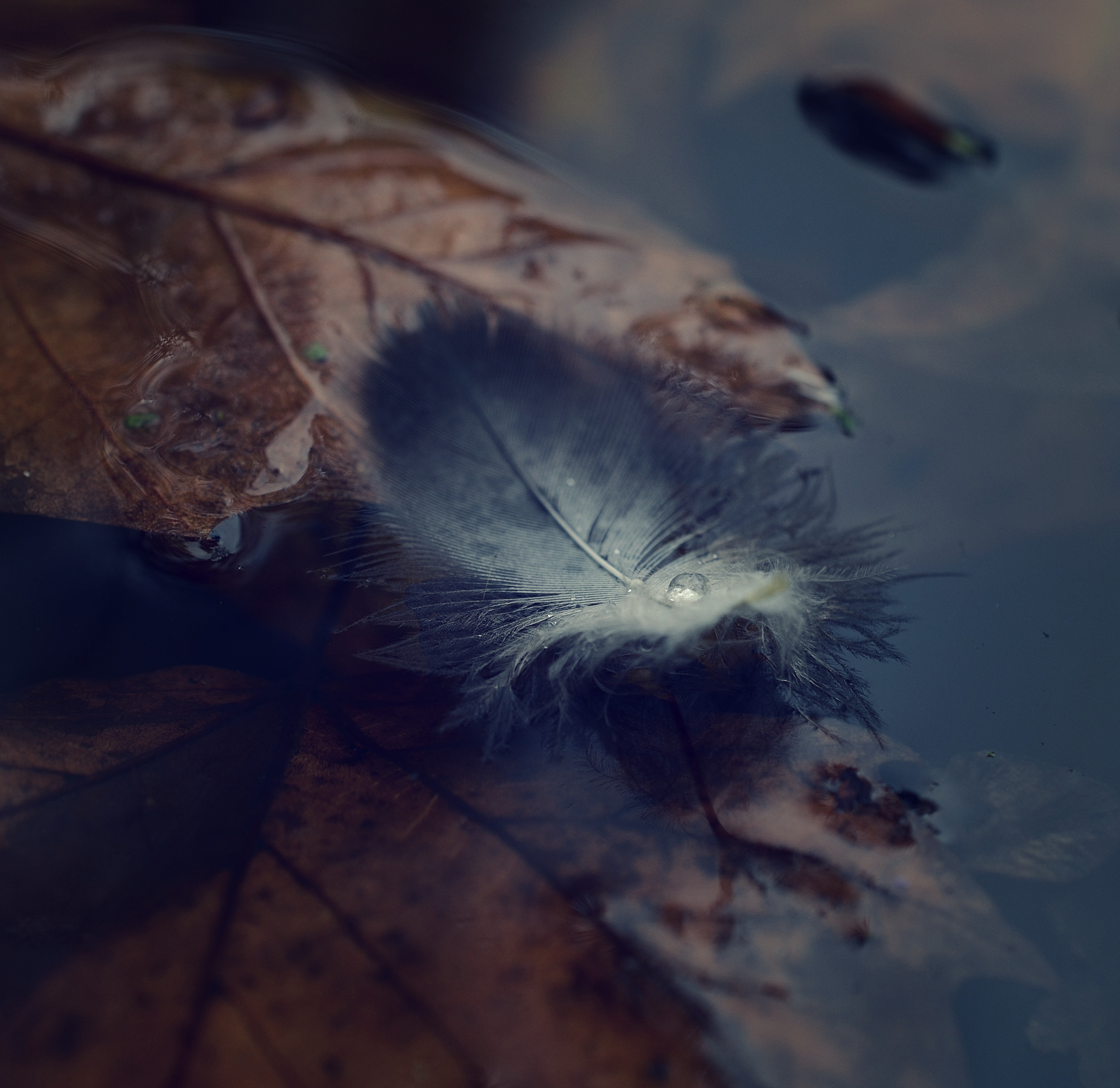 118965 download wallpaper water, autumn, feather, macro, pen, ease screensavers and pictures for free