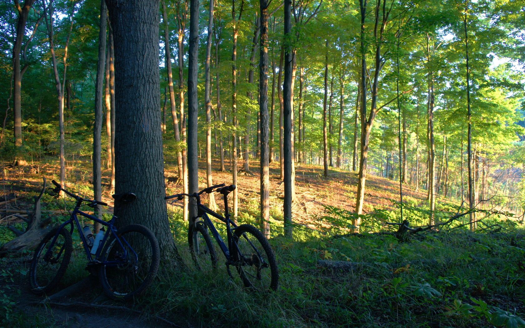 55404 Hintergrundbild herunterladen natur, bäume, fahrräder, wald - Bildschirmschoner und Bilder kostenlos