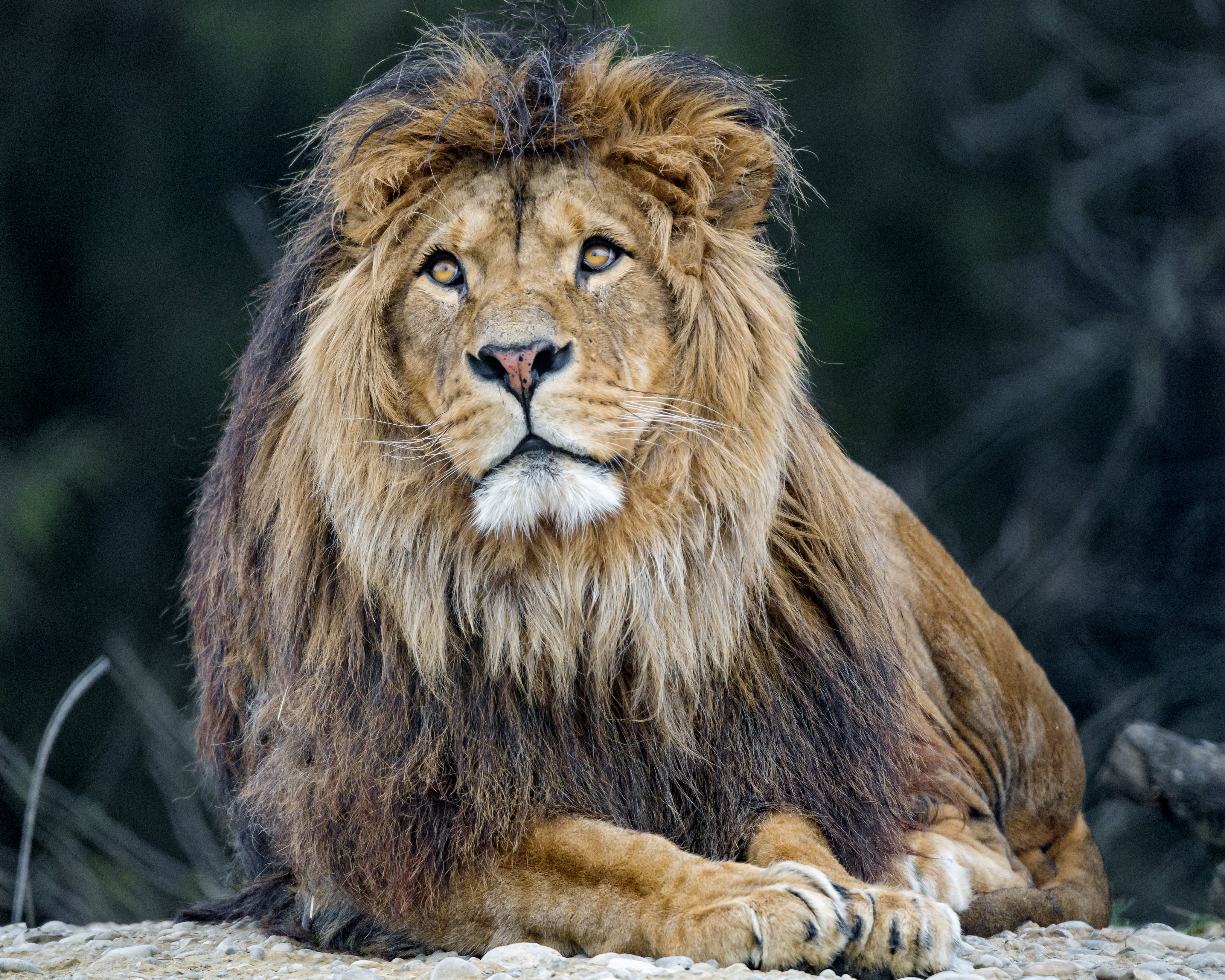 lion, animals, fluffy, predator, big cat, mane HD wallpaper
