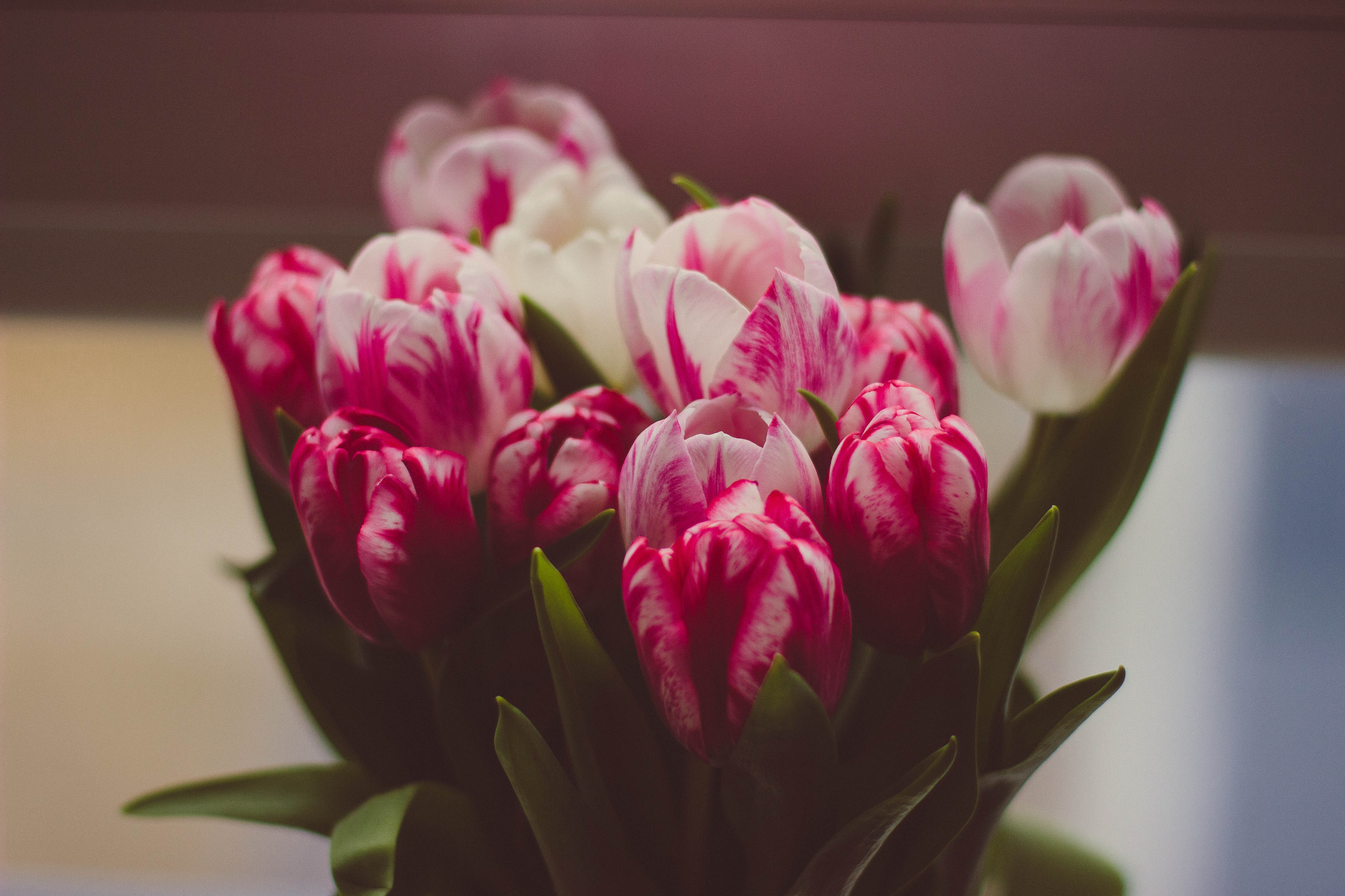 32k Wallpaper Tenderness flowers, bouquet, tulips