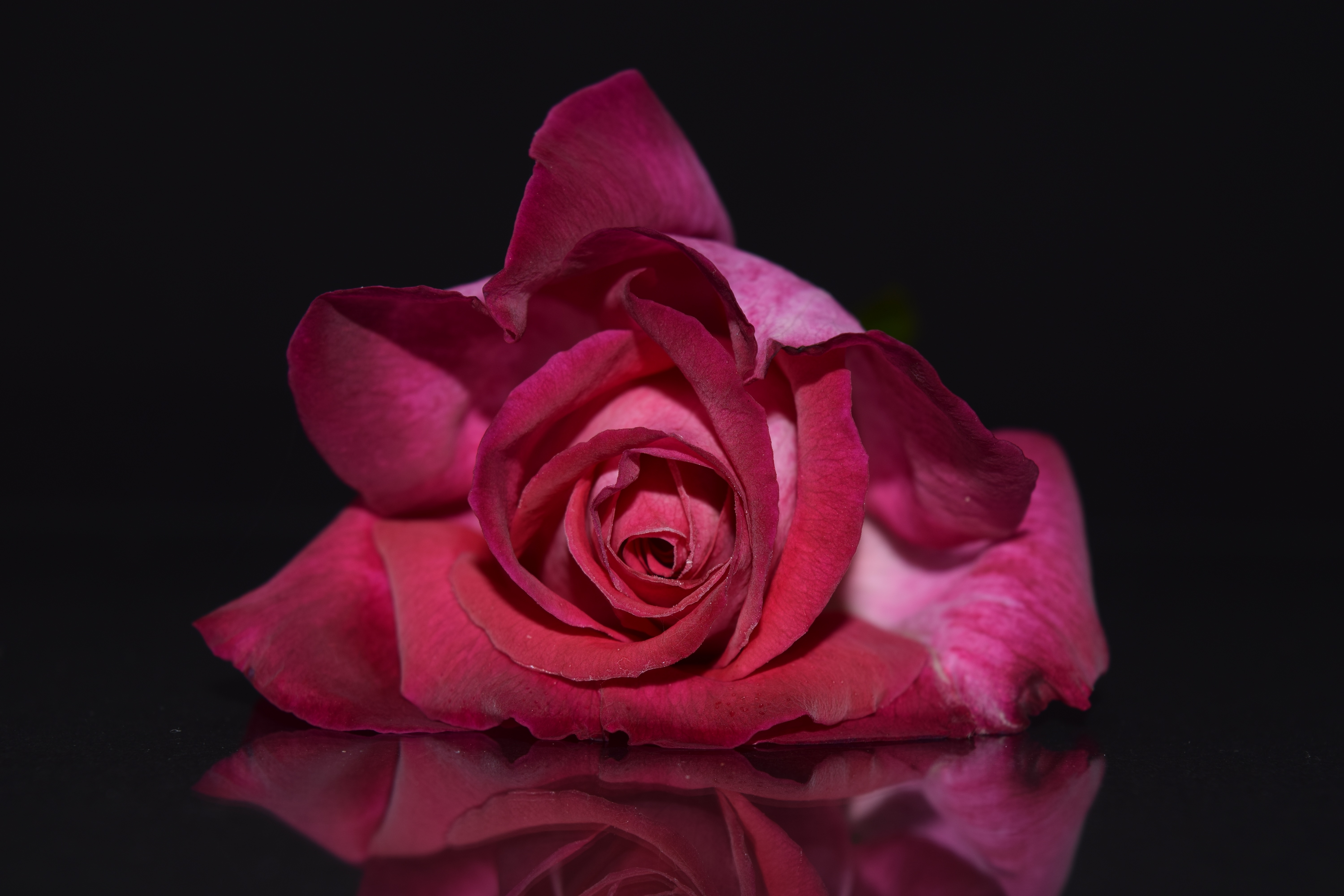 Ultra HD 4K rose flower, petals, rose, flowers