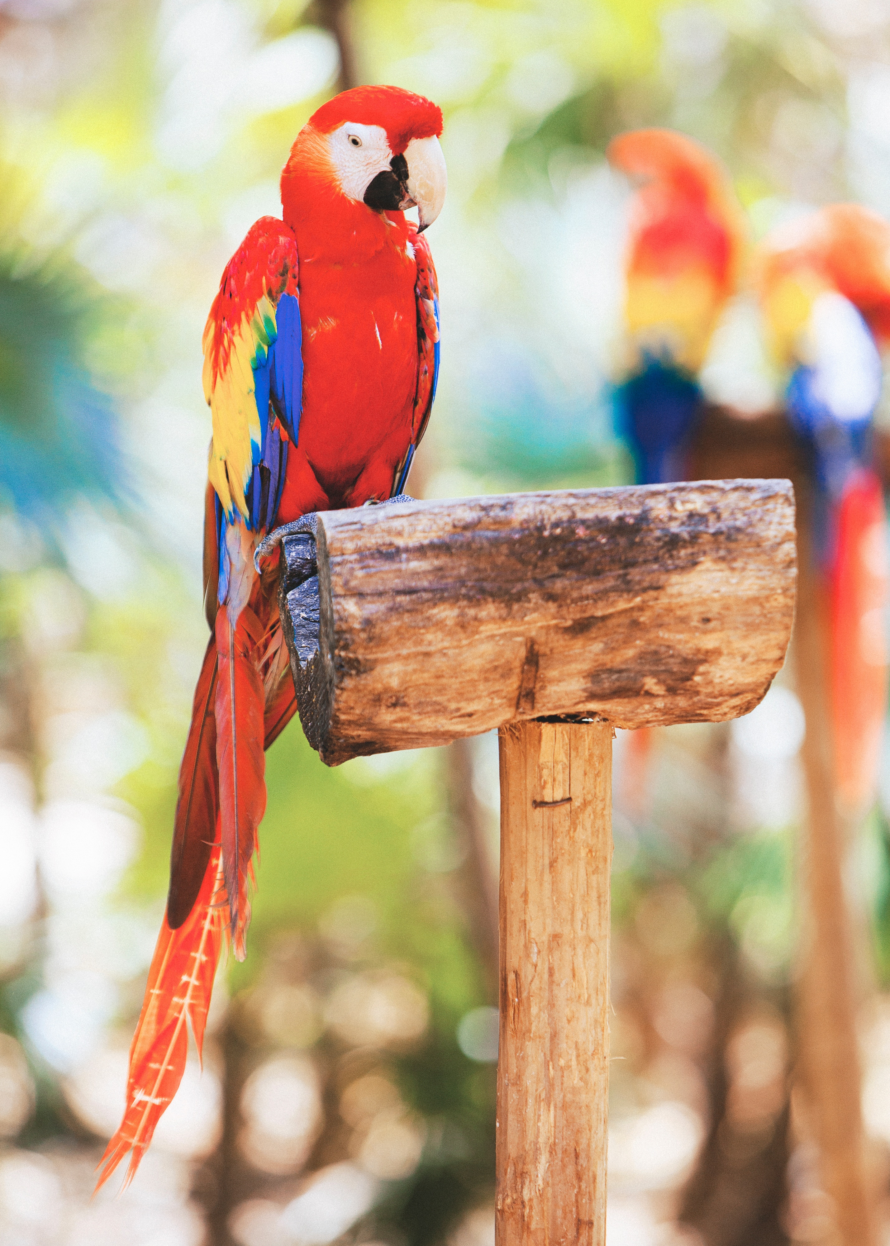 Laden Sie das Tiere, Papageien, Vogel, Ara-Bild kostenlos auf Ihren PC-Desktop herunter