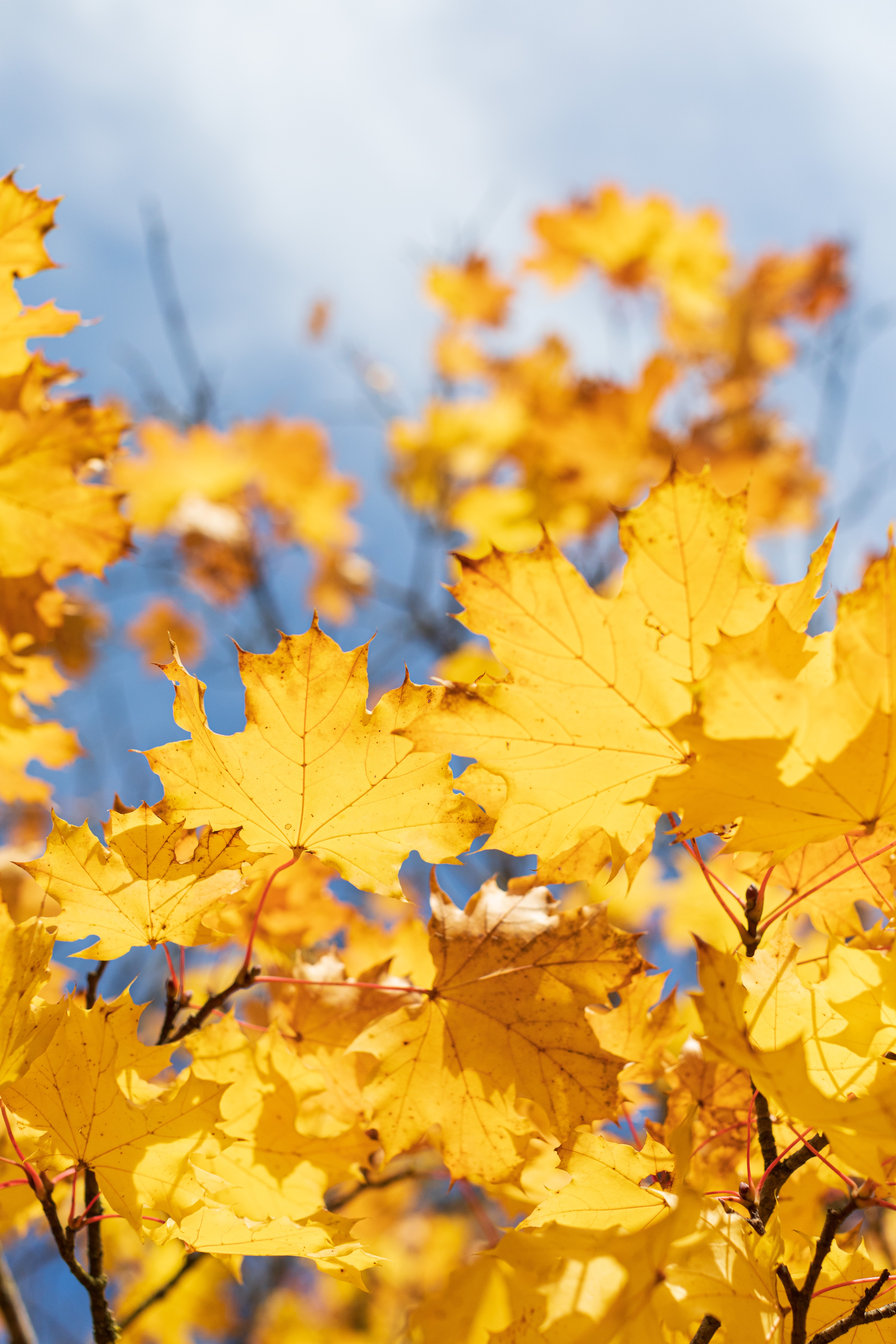 dry, autumn, maple, nature HD Wallpaper for Phone