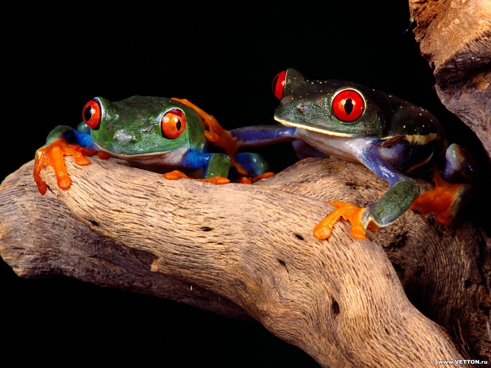 3459 baixar papel de parede animais, frogs - protetores de tela e imagens gratuitamente