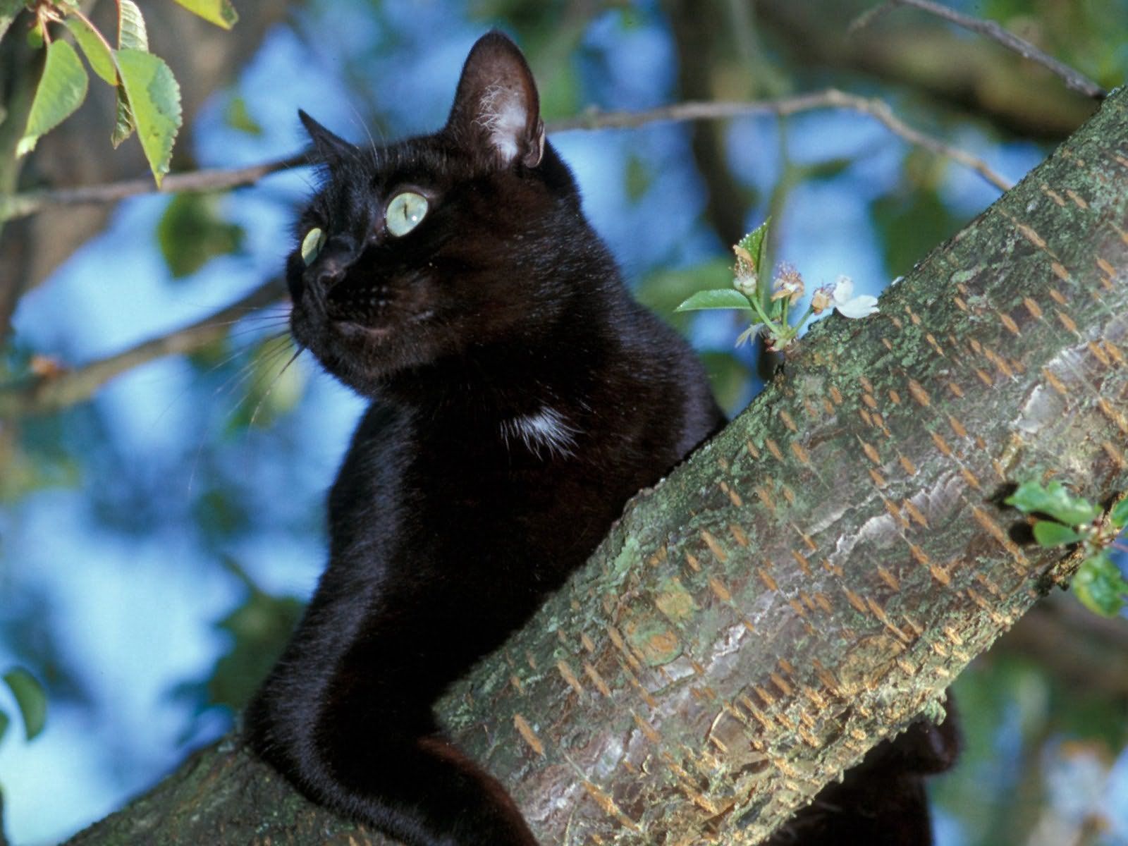 Laden Sie das Tiere, Holz, Sitzen, Der Kater, Katze, Baum, Das Schwarze-Bild kostenlos auf Ihren PC-Desktop herunter