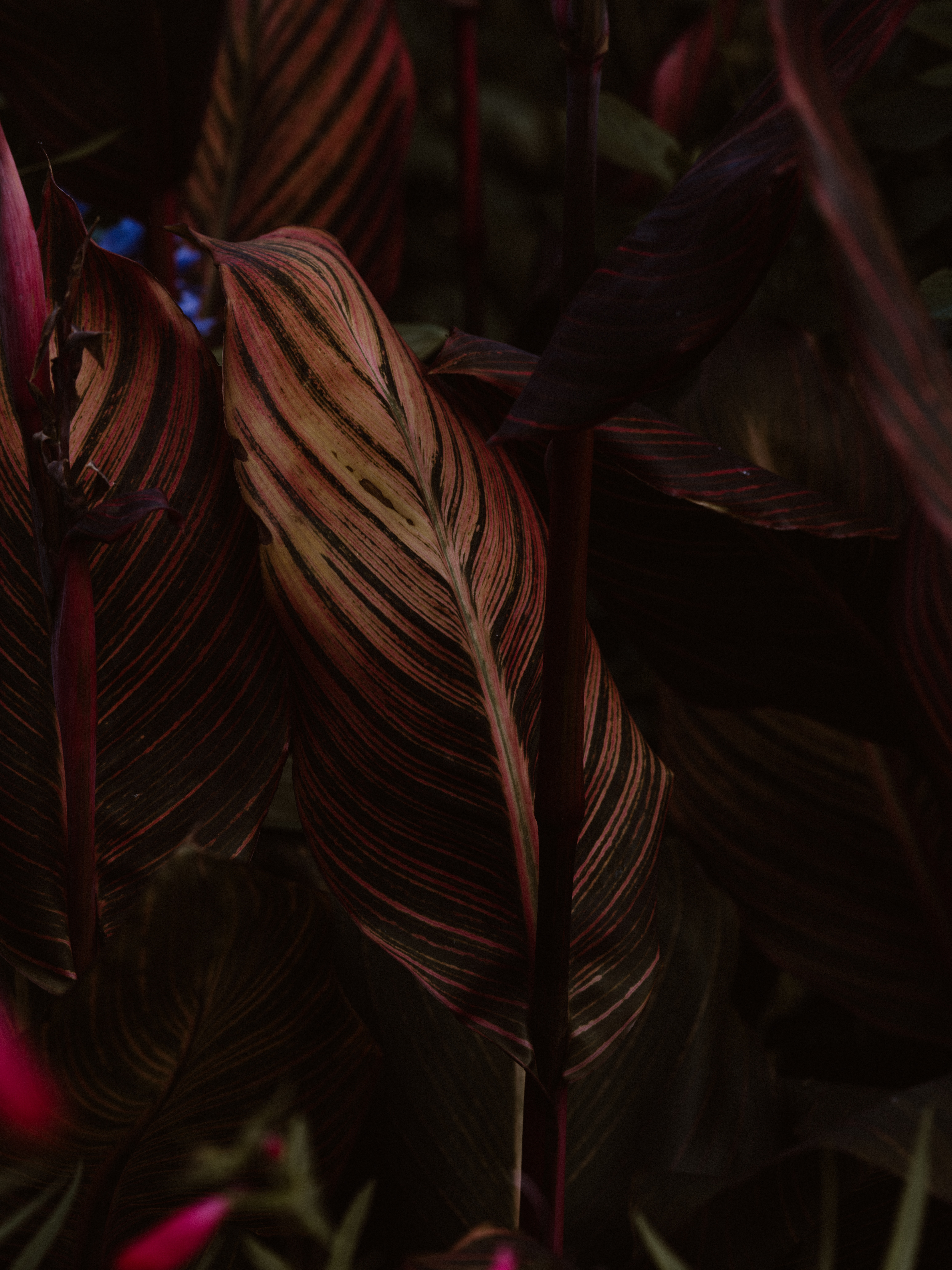 stripes, macro, plant, close up, sheet, leaf, streaks, veins High Definition image