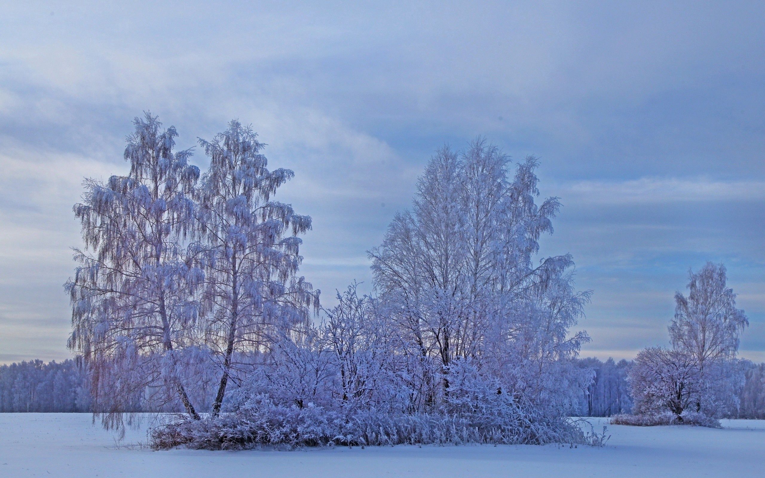 trees, winter, hoarfrost, nature Windows Mobile Wallpaper