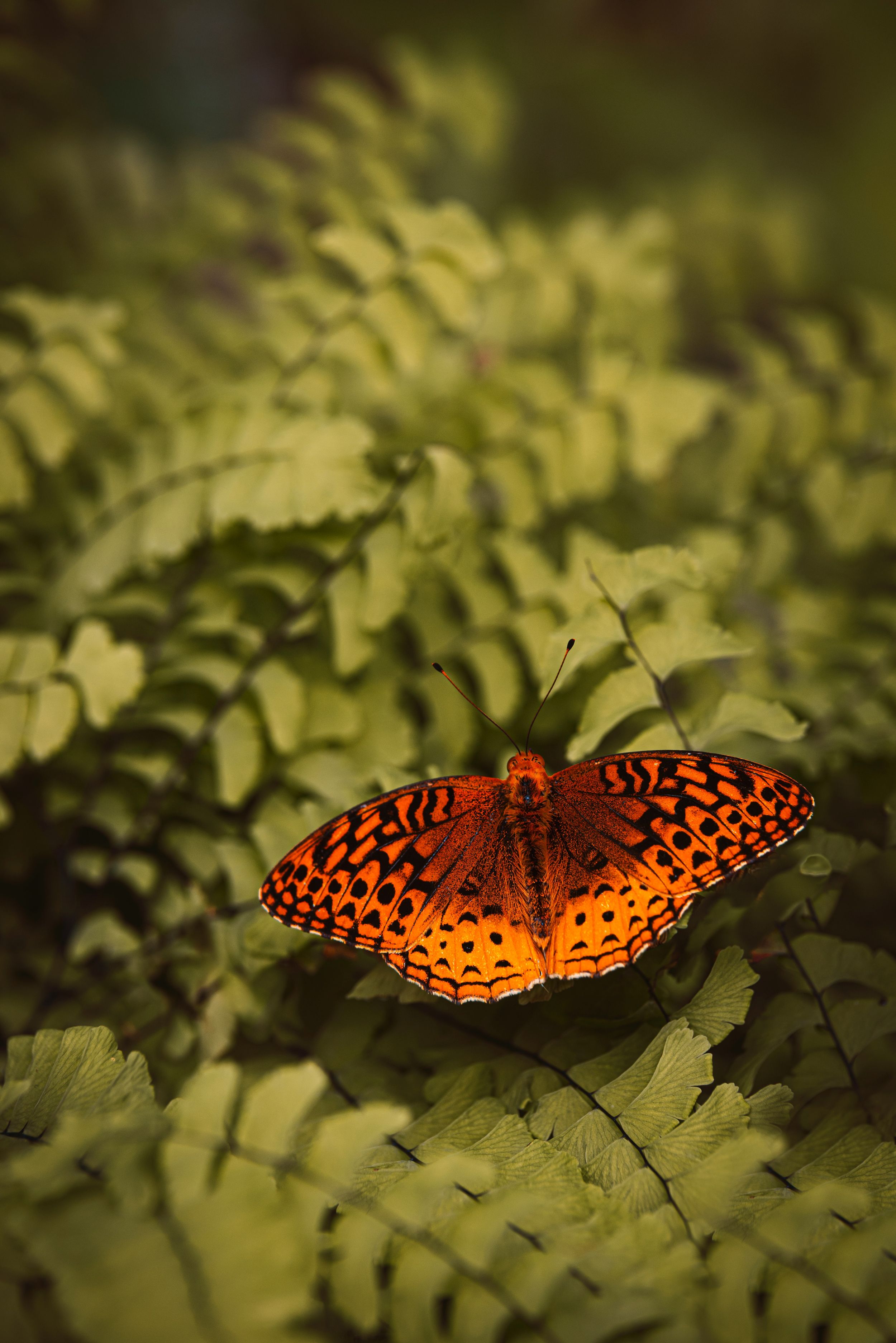 Boloria Euphrosyne