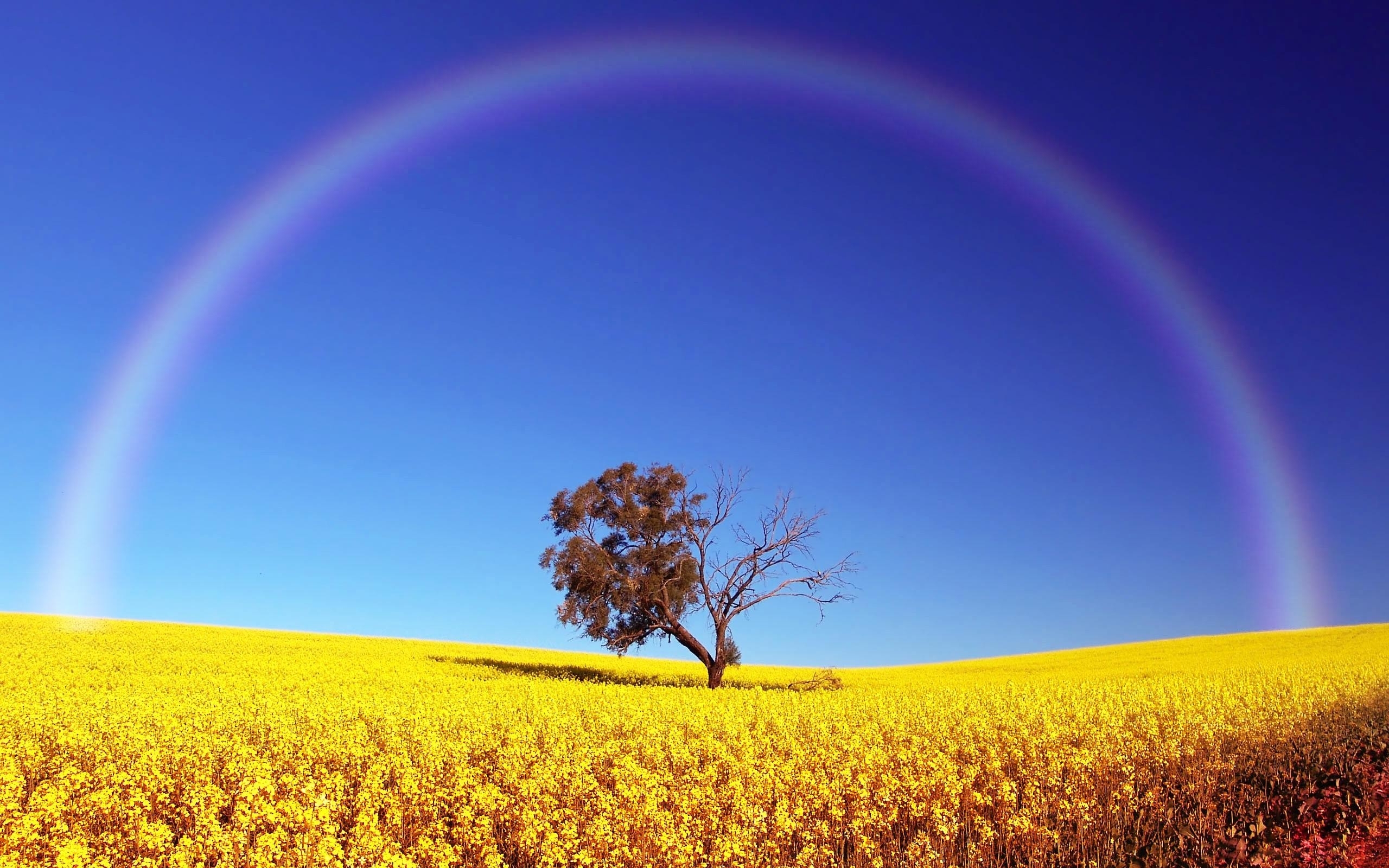 Laden Sie das Regenbogen, Landschaft, Bäume, Felder-Bild kostenlos auf Ihren PC-Desktop herunter
