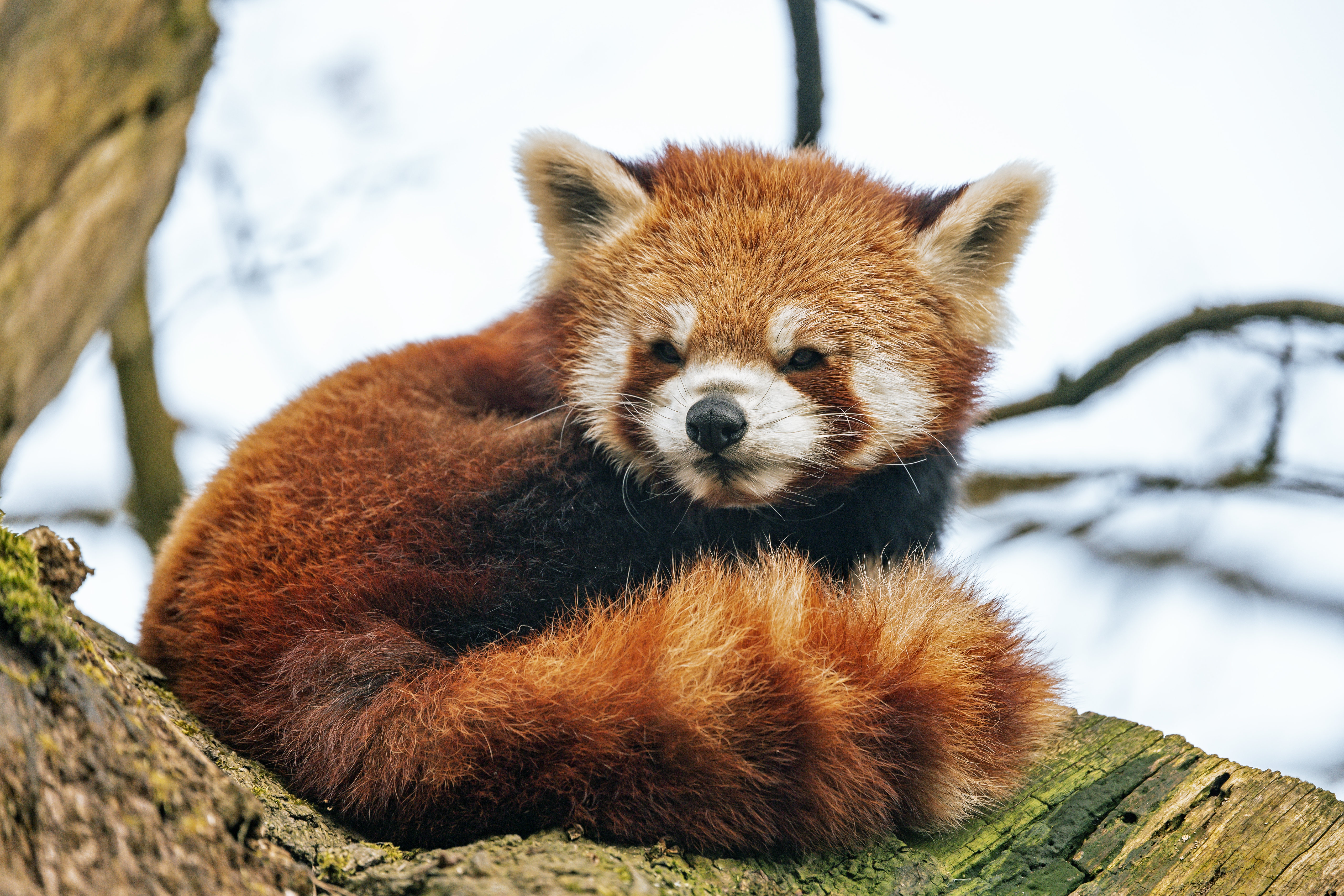 146544 Bildschirmschoner und Hintergrundbilder Roter Panda auf Ihrem Telefon. Laden Sie tiere, flauschige, tier, schwanz, roter panda Bilder kostenlos herunter