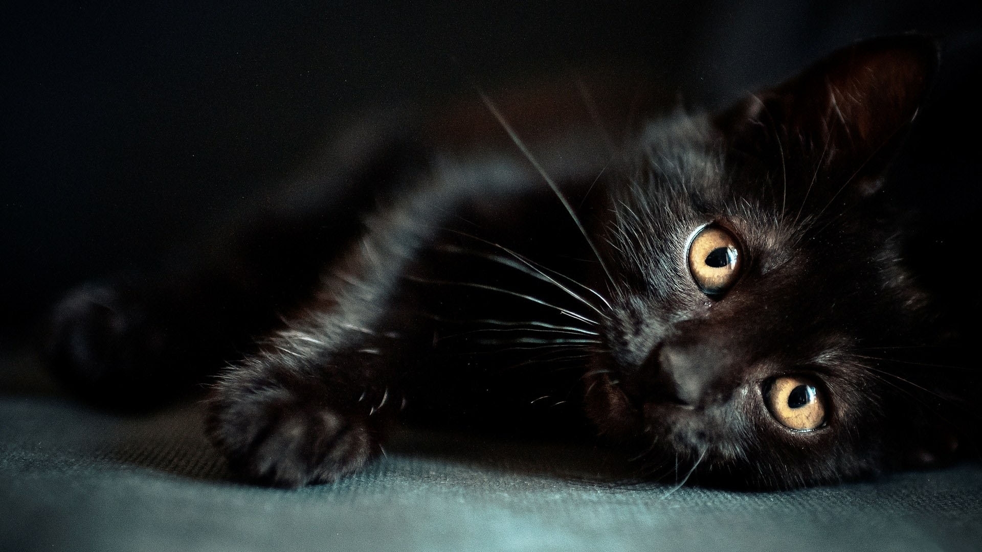 48388 Bild herunterladen katzen, tiere, schwarz - Hintergrundbilder und Bildschirmschoner kostenlos