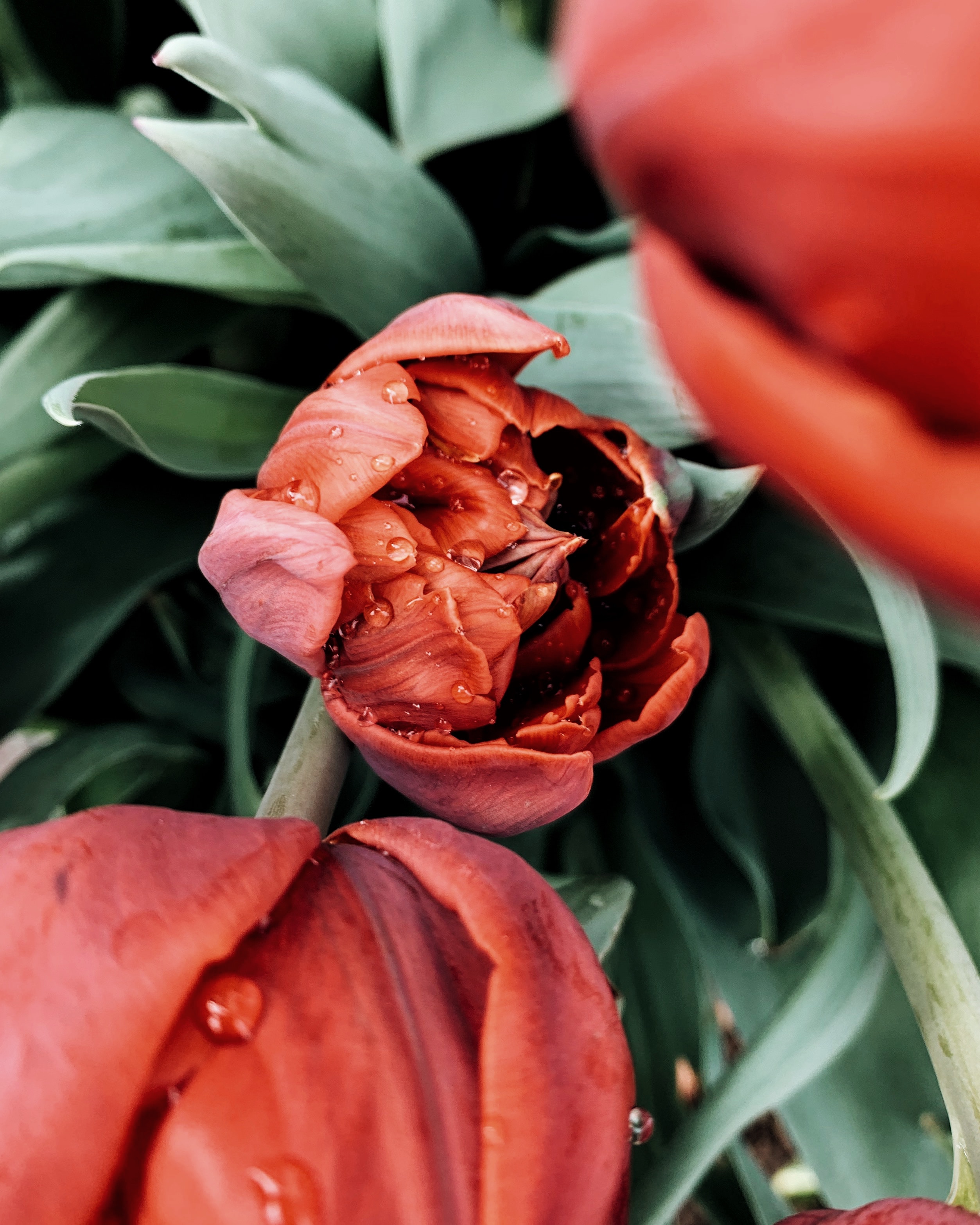 57056 Bildschirmschoner und Hintergrundbilder Tulpe auf Ihrem Telefon. Laden Sie rot, blume, makro, nass, tau, tulpe, tulip Bilder kostenlos herunter