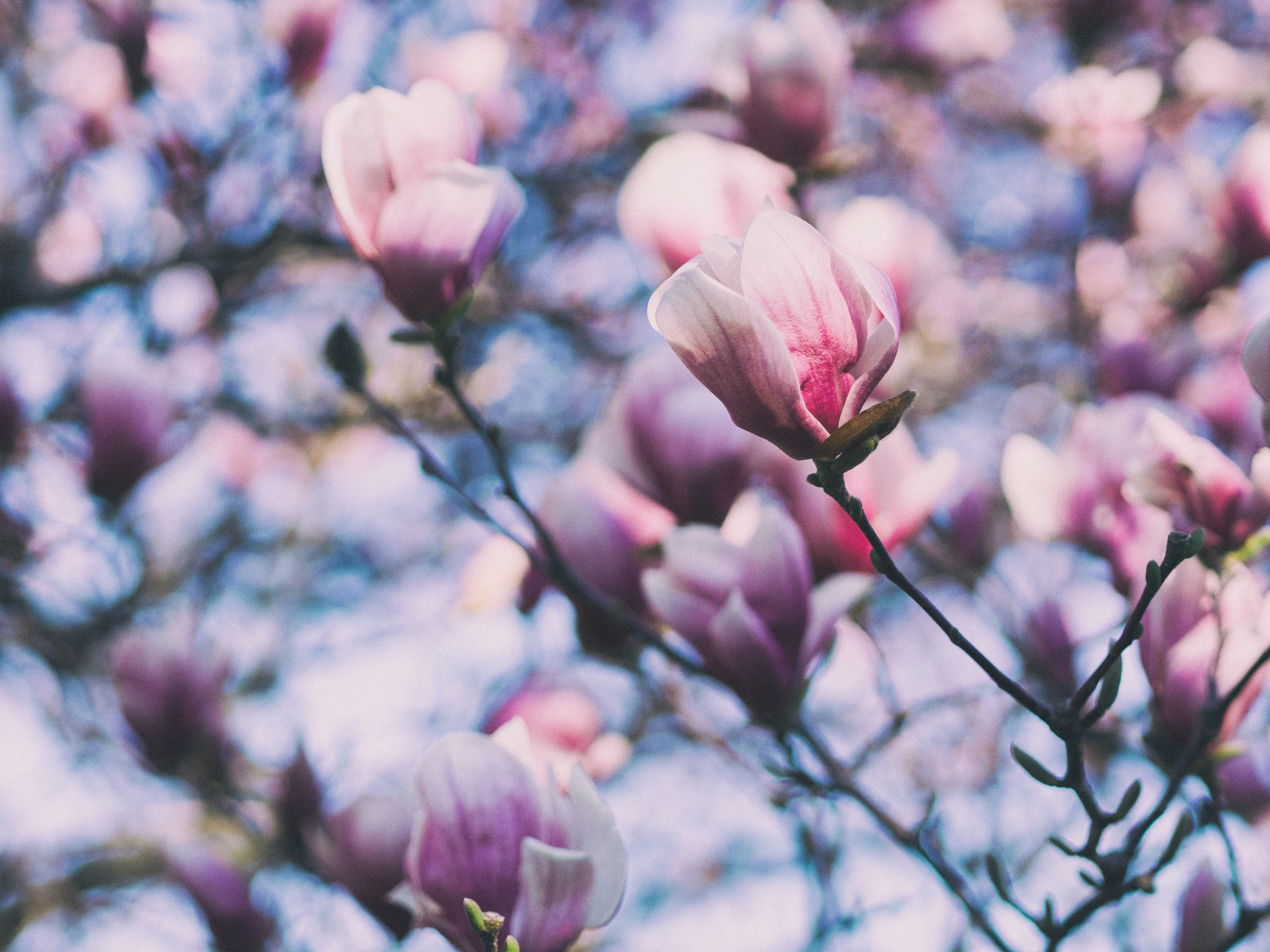 143613 Hintergrundbild herunterladen blumen, rosa, geäst, zweige, blühen, blühenden, magnolie, magnolia - Bildschirmschoner und Bilder kostenlos