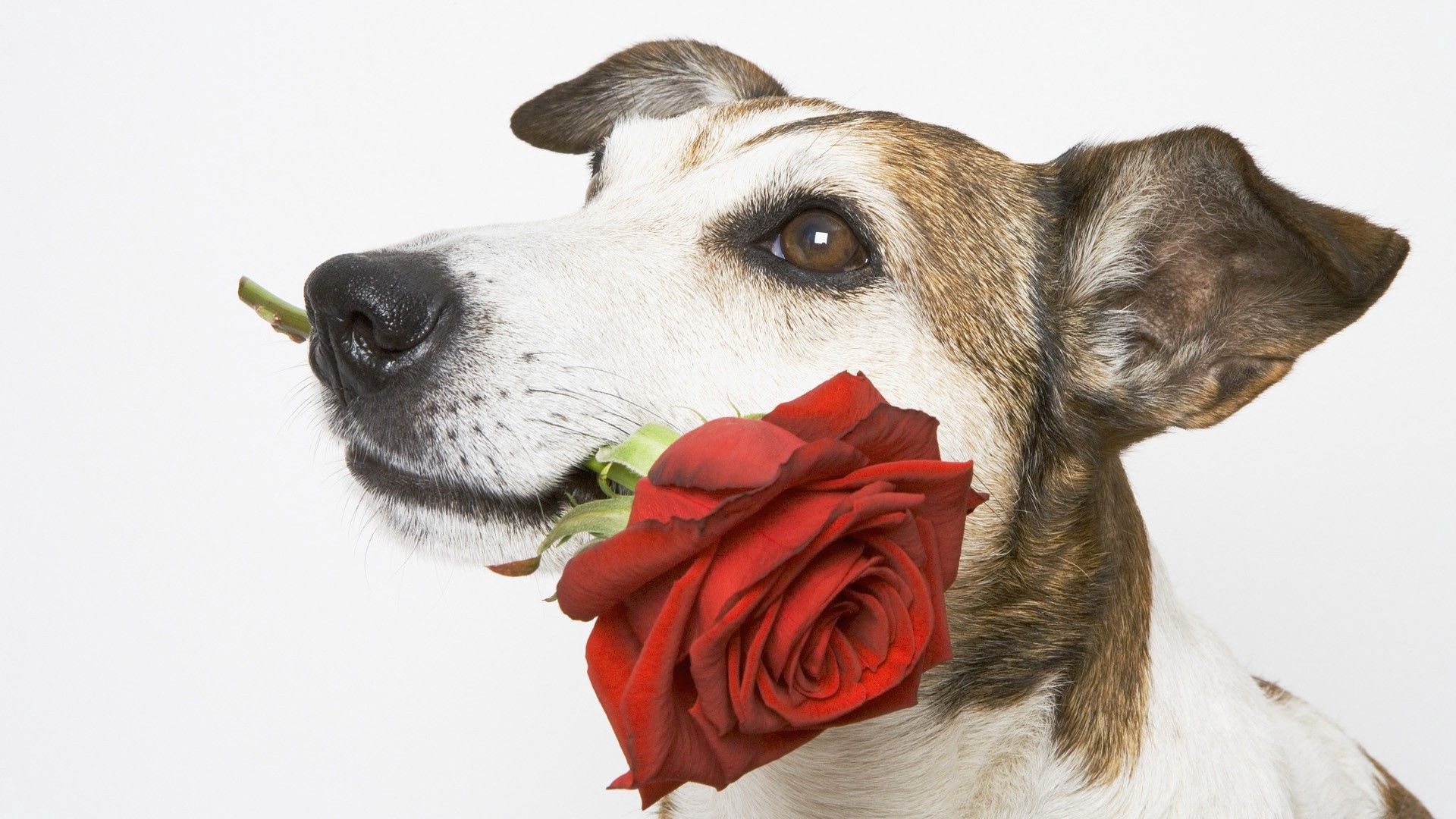 手機的136023屏保和壁紙狗。 免費下載 枪口, 玫瑰花, 莫尔达, 花卉 圖片