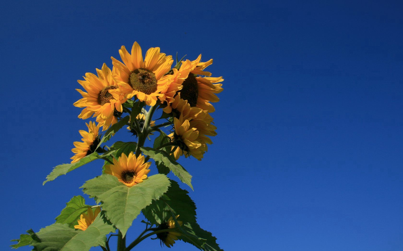 56704 Bild herunterladen sommer, blumen, sky, blau, pflanze, sonnenblume - Hintergrundbilder und Bildschirmschoner kostenlos