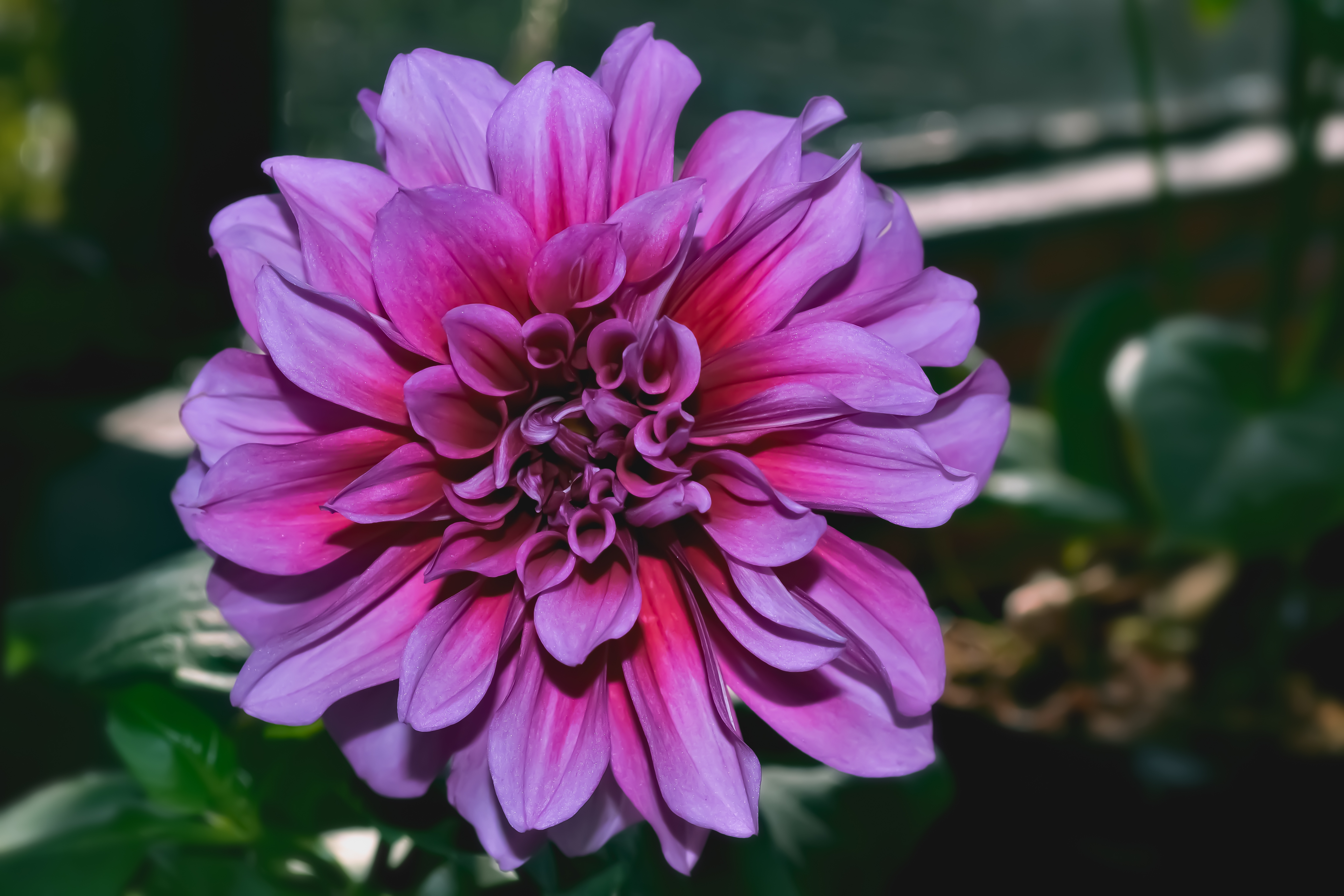 Laden Sie das Blume, Blumen, Nahaufnahme, Lila, Dahlia, Dahlie-Bild kostenlos auf Ihren PC-Desktop herunter