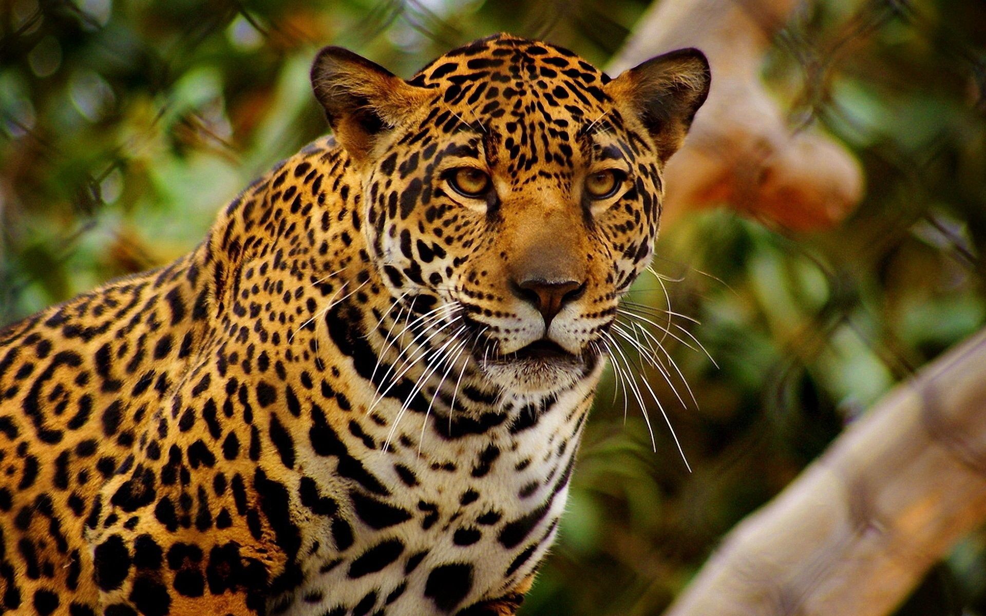 79462 Hintergrundbild herunterladen tiere, jaguar, raubtier, predator, sicht, meinung, zorn, wut - Bildschirmschoner und Bilder kostenlos