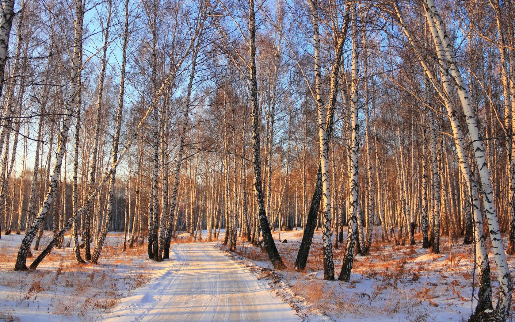157870 Bild herunterladen winter, natur, scheinen, licht, straße, wald, birkenhain, birch grove - Hintergrundbilder und Bildschirmschoner kostenlos
