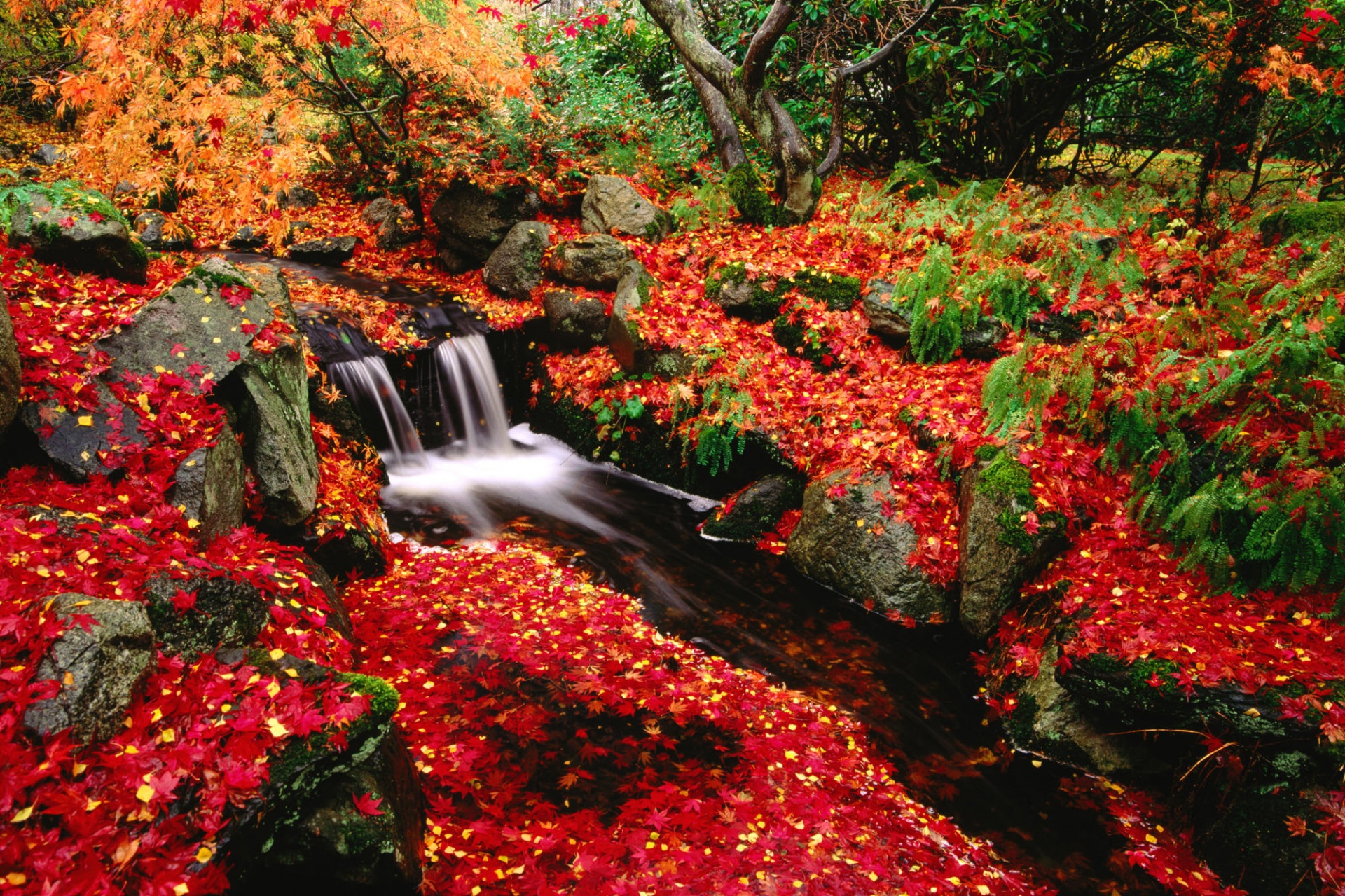 earth, stream, canada, fall, leaf, moss, nature, vegetation, water, waterfall