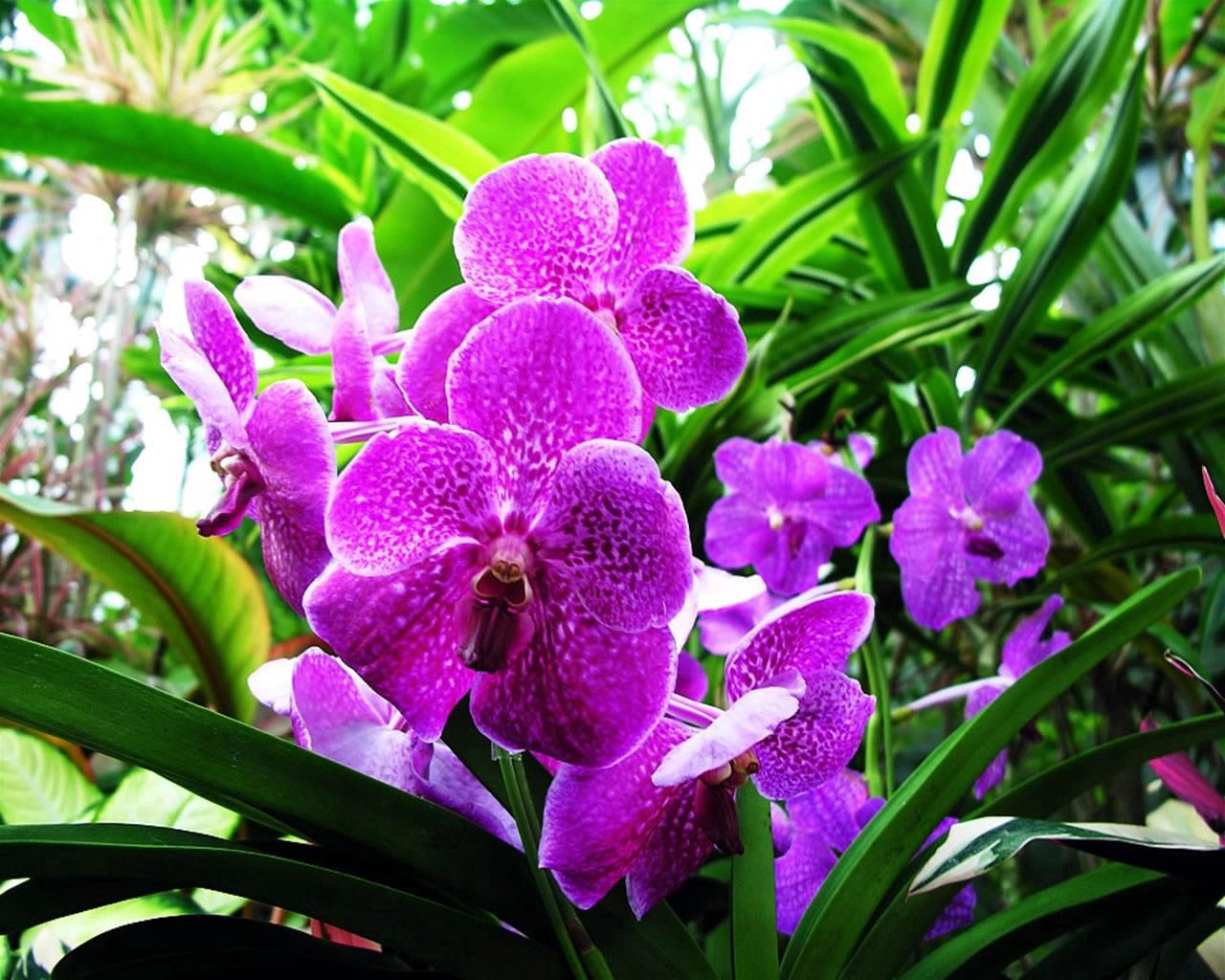 96344 Bildschirmschoner und Hintergrundbilder Orchidee auf Ihrem Telefon. Laden Sie nahansicht, grüne, grünen, blumen Bilder kostenlos herunter