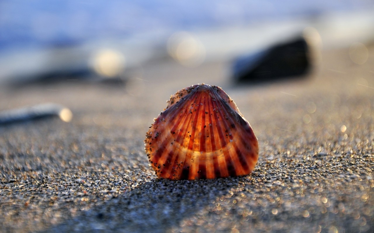 background, sea, shells UHD