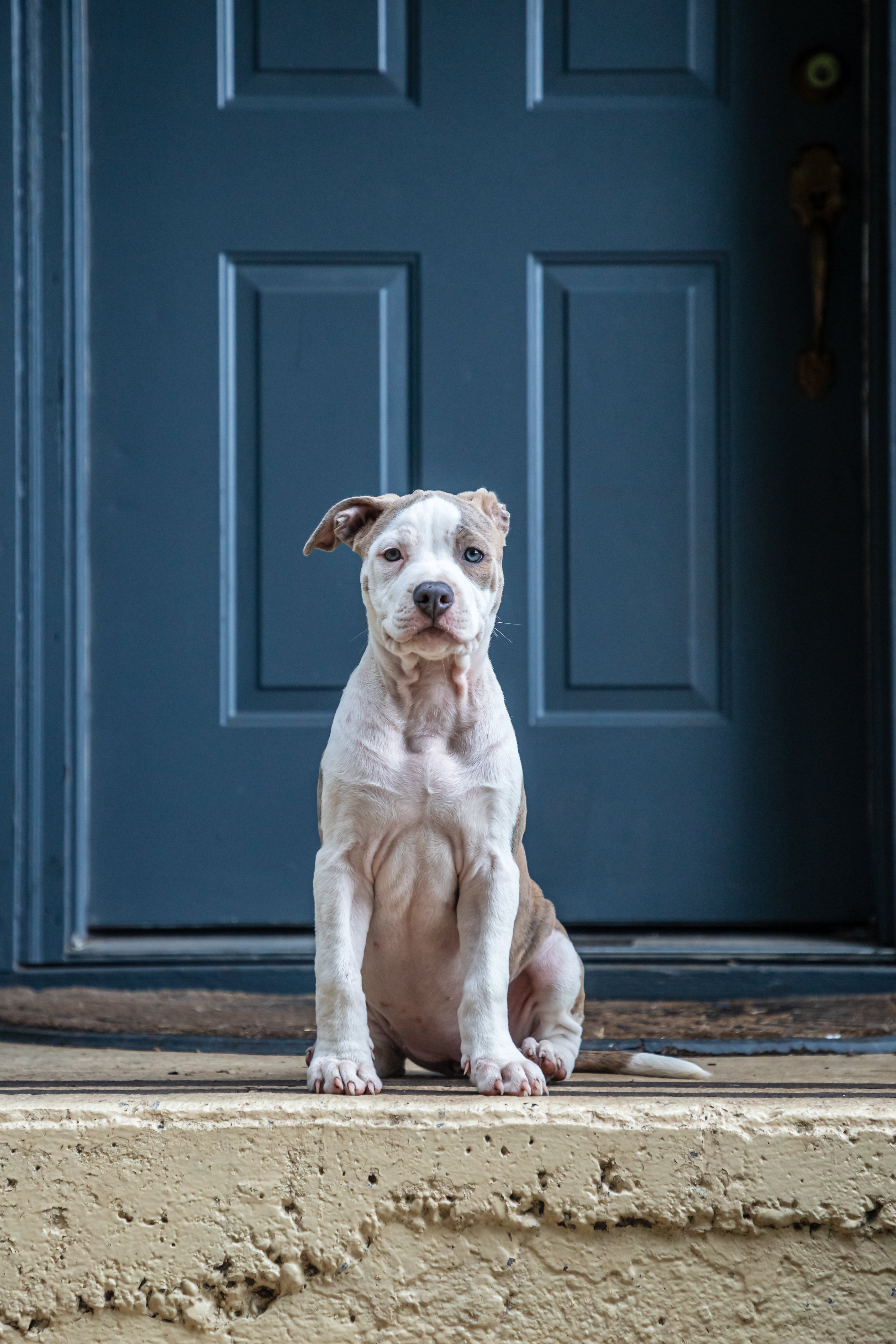 Latest Mobile Wallpaper dog, opinion, door, sight