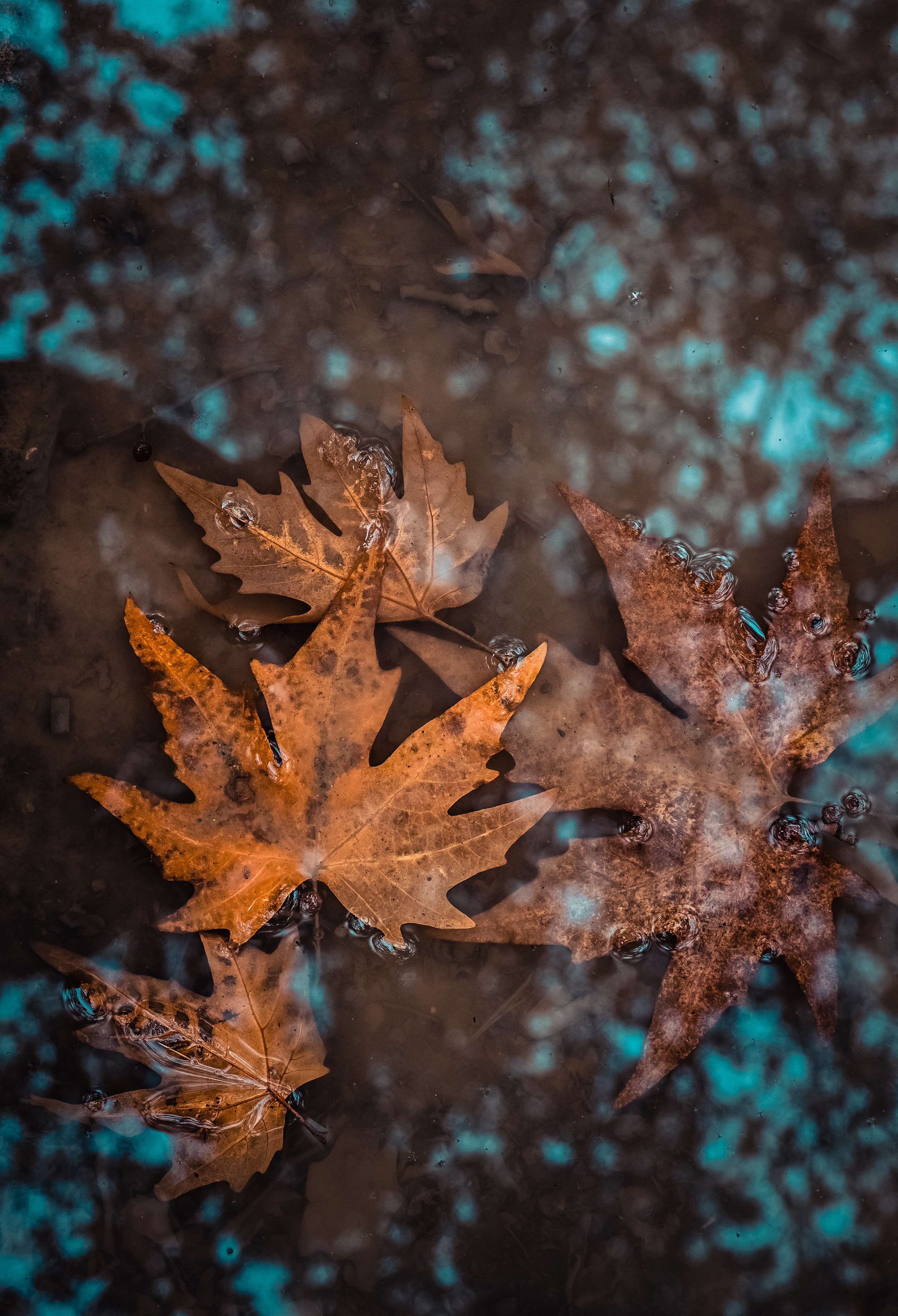 129772 Screensavers and Wallpapers Fallen for phone. Download nature, water, autumn, leaves, wet, fallen pictures for free