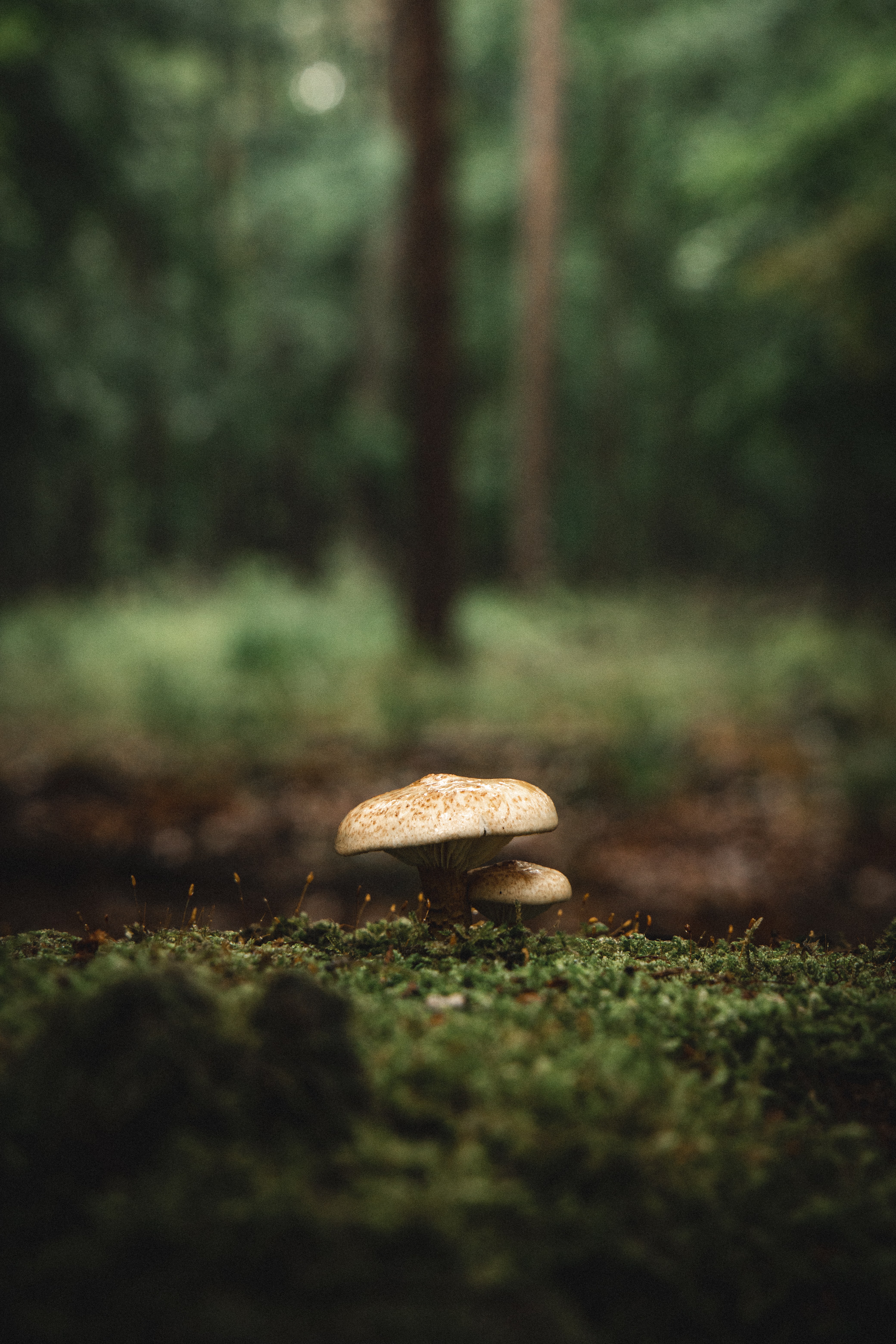Mushroom HD for Phone
