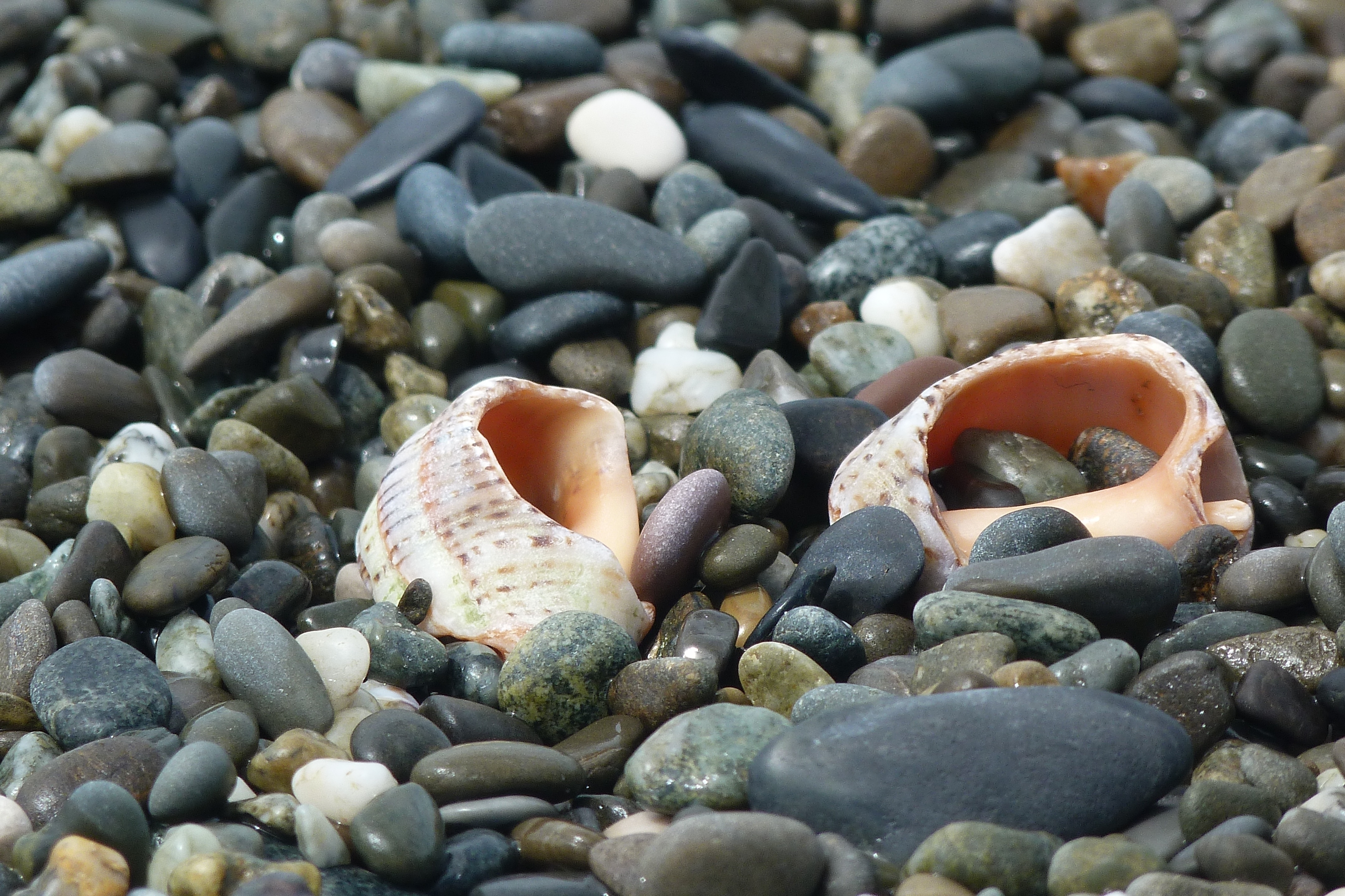 stones, nature, shells, shore, bank, sink, sinks for android