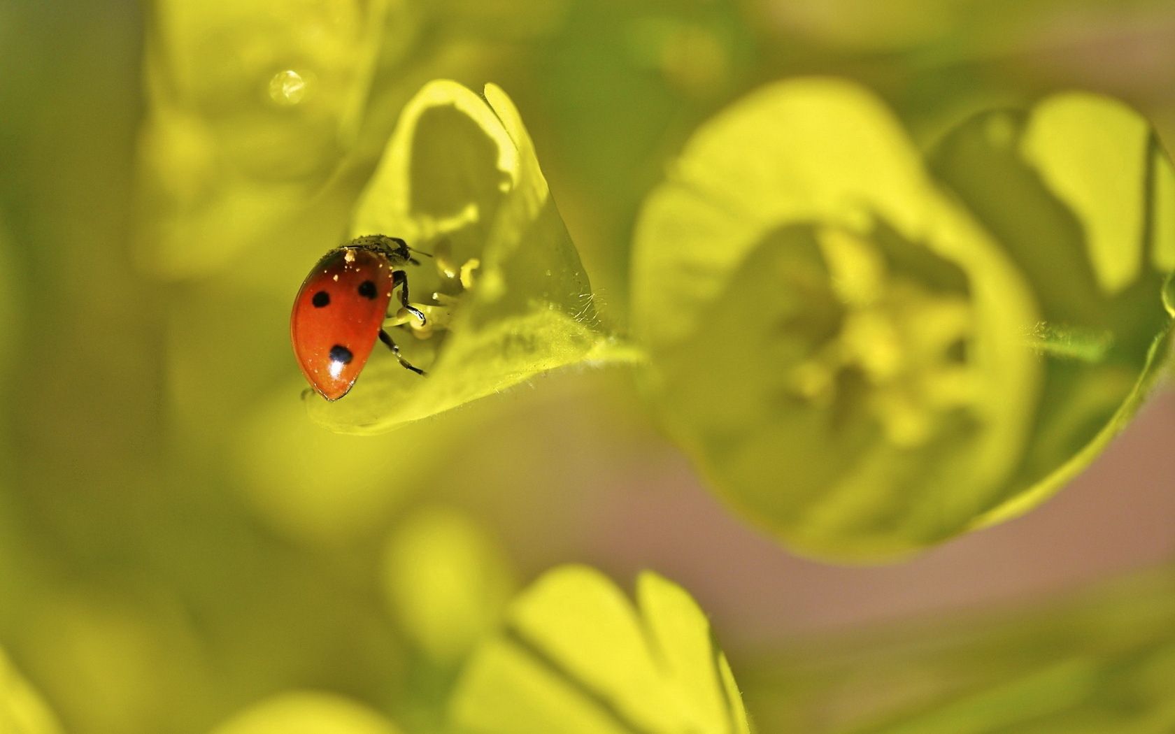 122491 Hintergrundbilder und Ladybird Bilder auf dem Desktop. Laden Sie pflanze, blätter, grass, marienkäfer Bildschirmschoner kostenlos auf den PC herunter