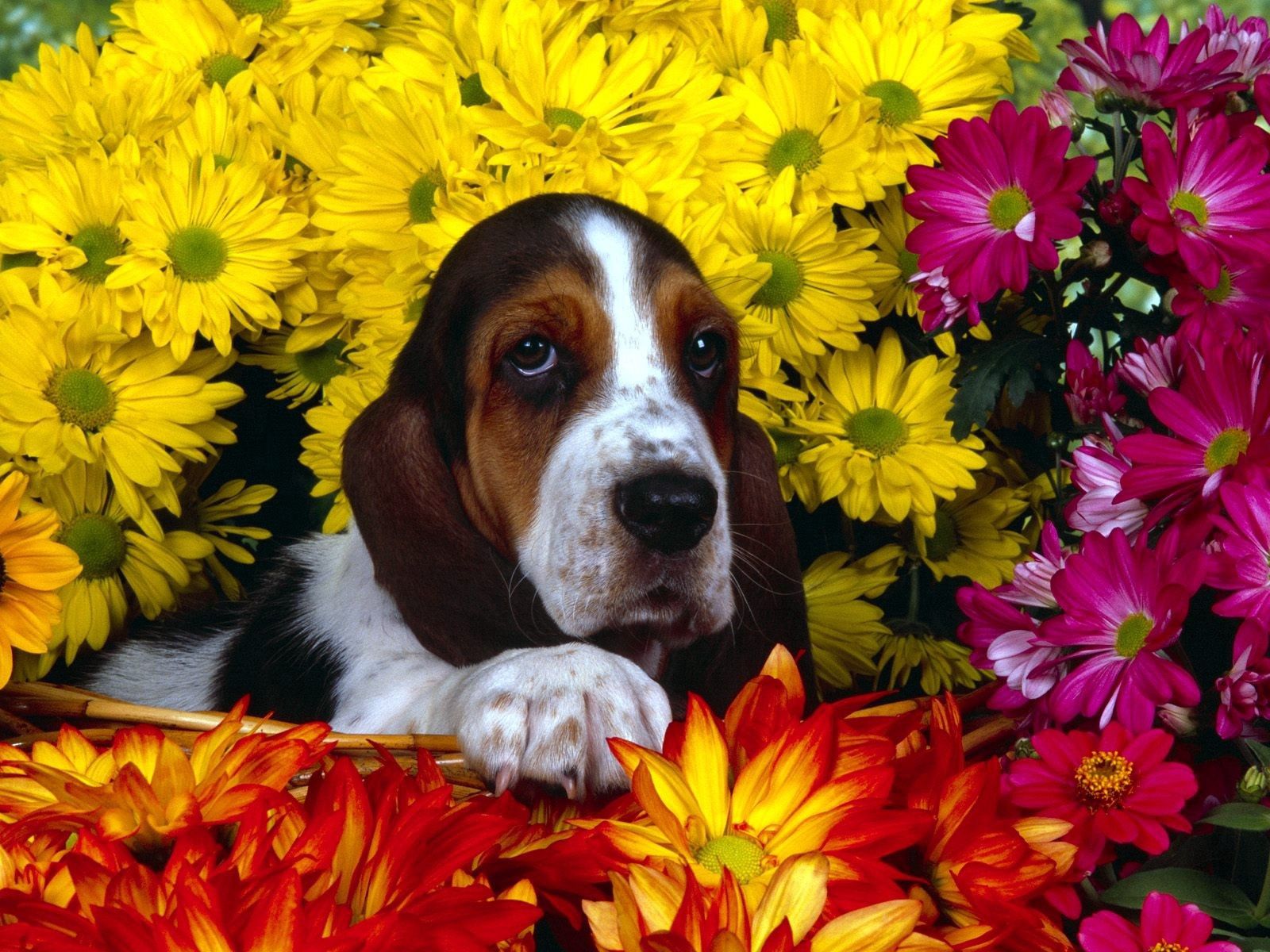 ears, flowers, dog, basset HD Phone wallpaper