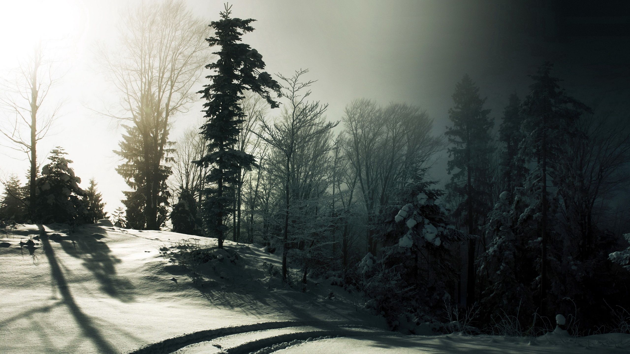 50938 Hintergrundbild herunterladen natur, bäume, schnee, wald, schatten, dunkelheit, spuren - Bildschirmschoner und Bilder kostenlos