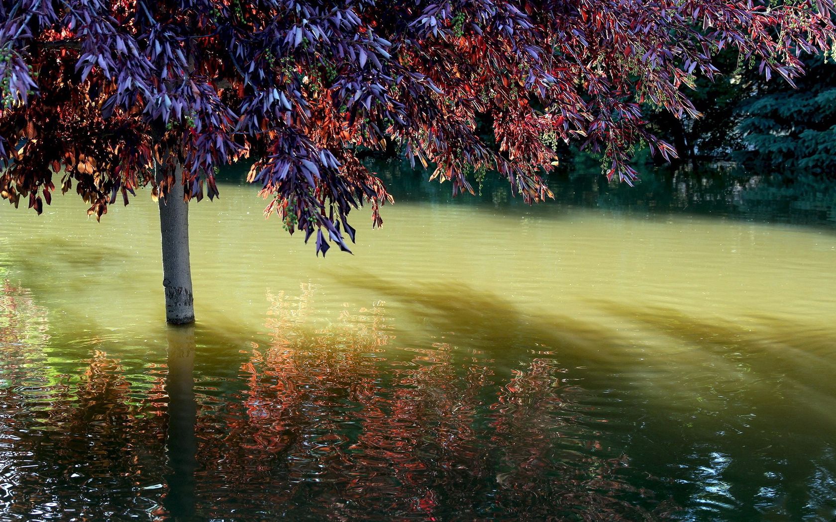 water, divorces, tree, shadows Panoramic Wallpapers