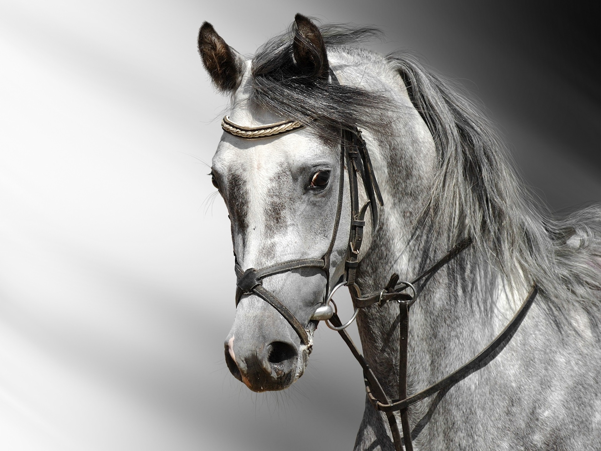 Best Horse HD Phone wallpapers