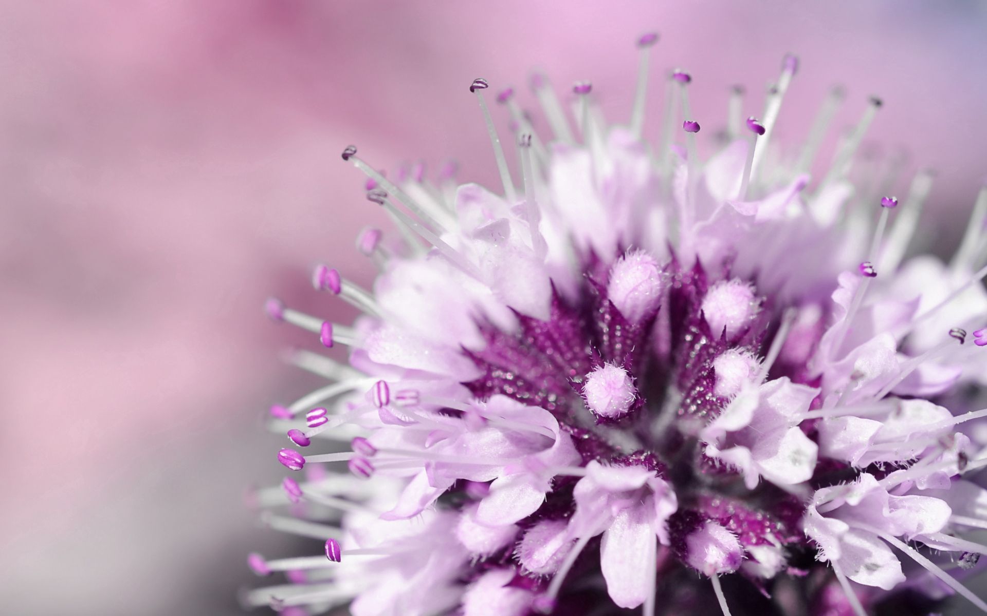 Laden Sie das Blume, Pflanze, Makro, Licht, Hell Gefärbt-Bild kostenlos auf Ihren PC-Desktop herunter