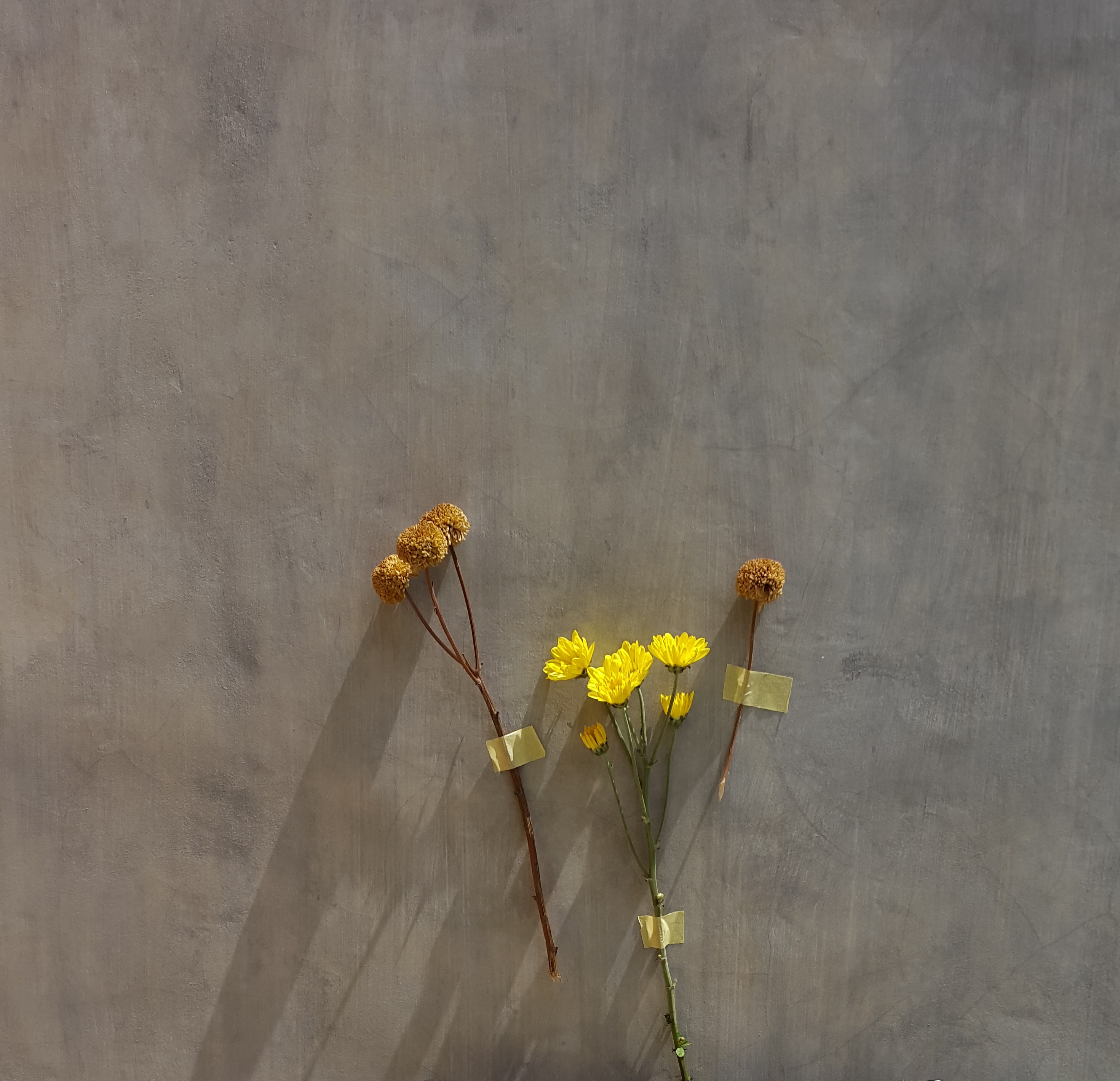 Free Images flowers, herbarium, yellow Dry