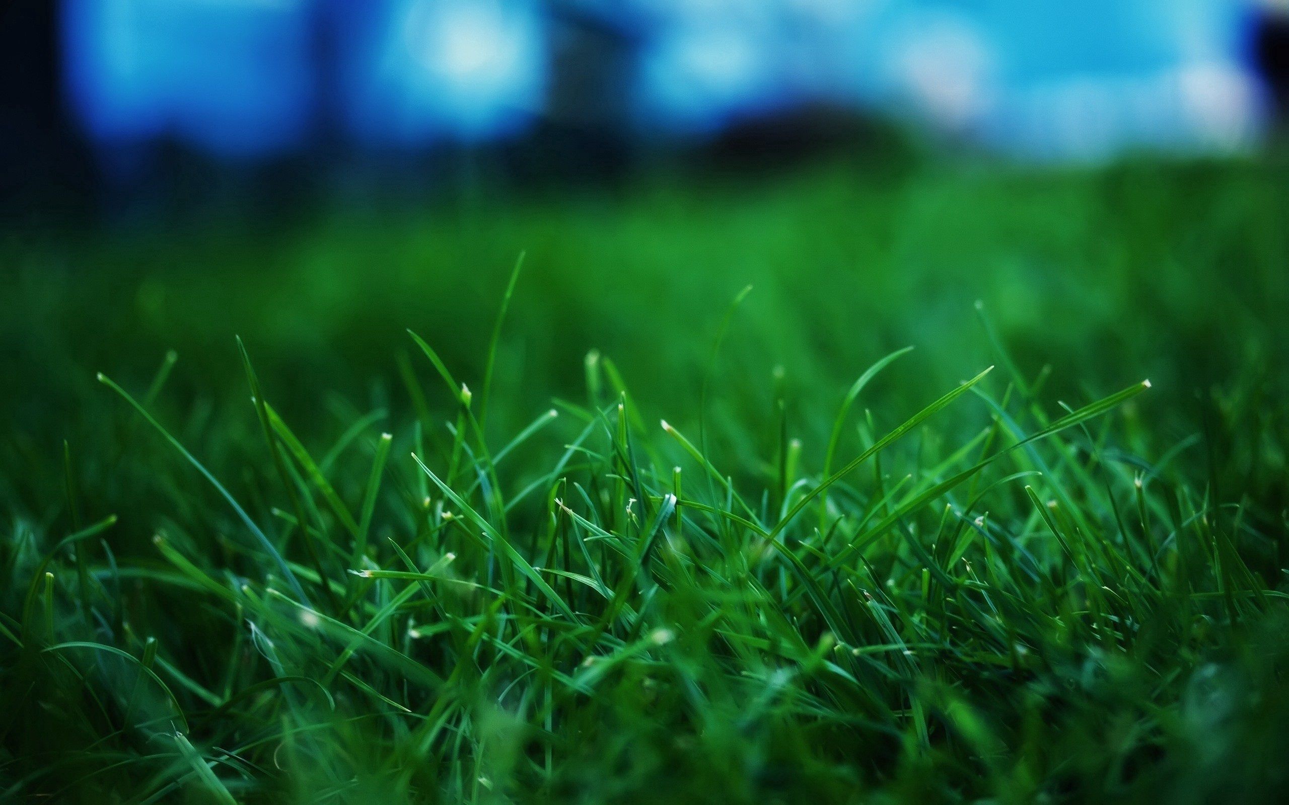 1080p pic grass, summer, macro