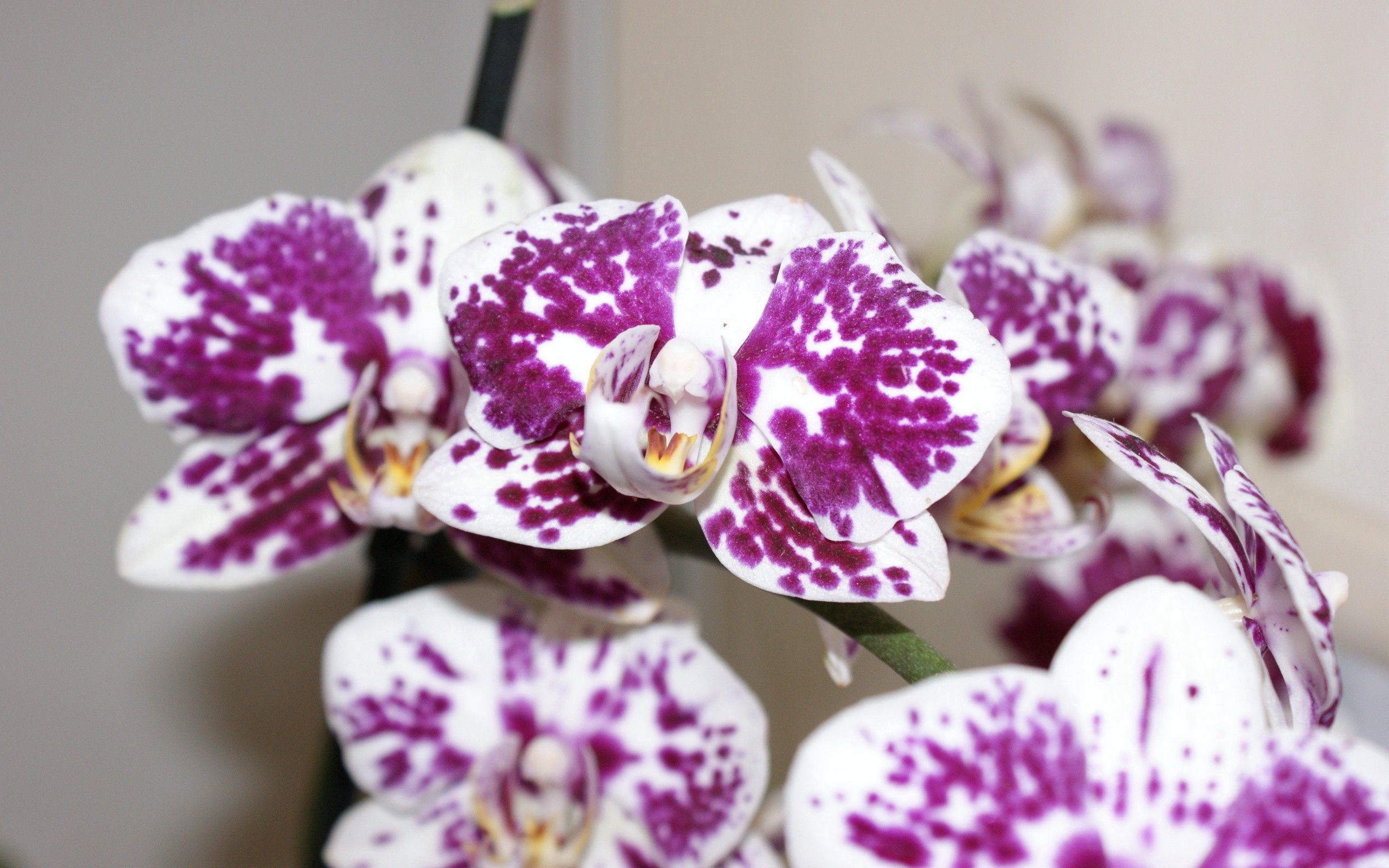131827 Bildschirmschoner und Hintergrundbilder Orchidee auf Ihrem Telefon. Laden Sie blütenblätter, orchid, makro, spots Bilder kostenlos herunter