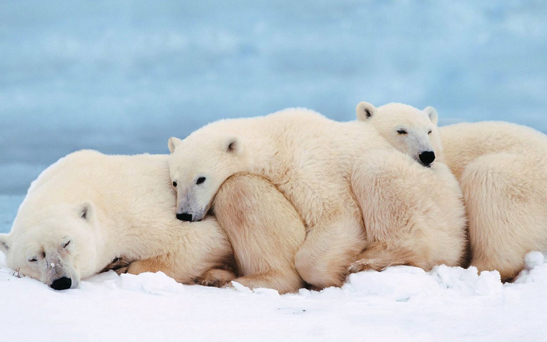 animals, young, family, sleep, dream, joey, white bears, polar bears