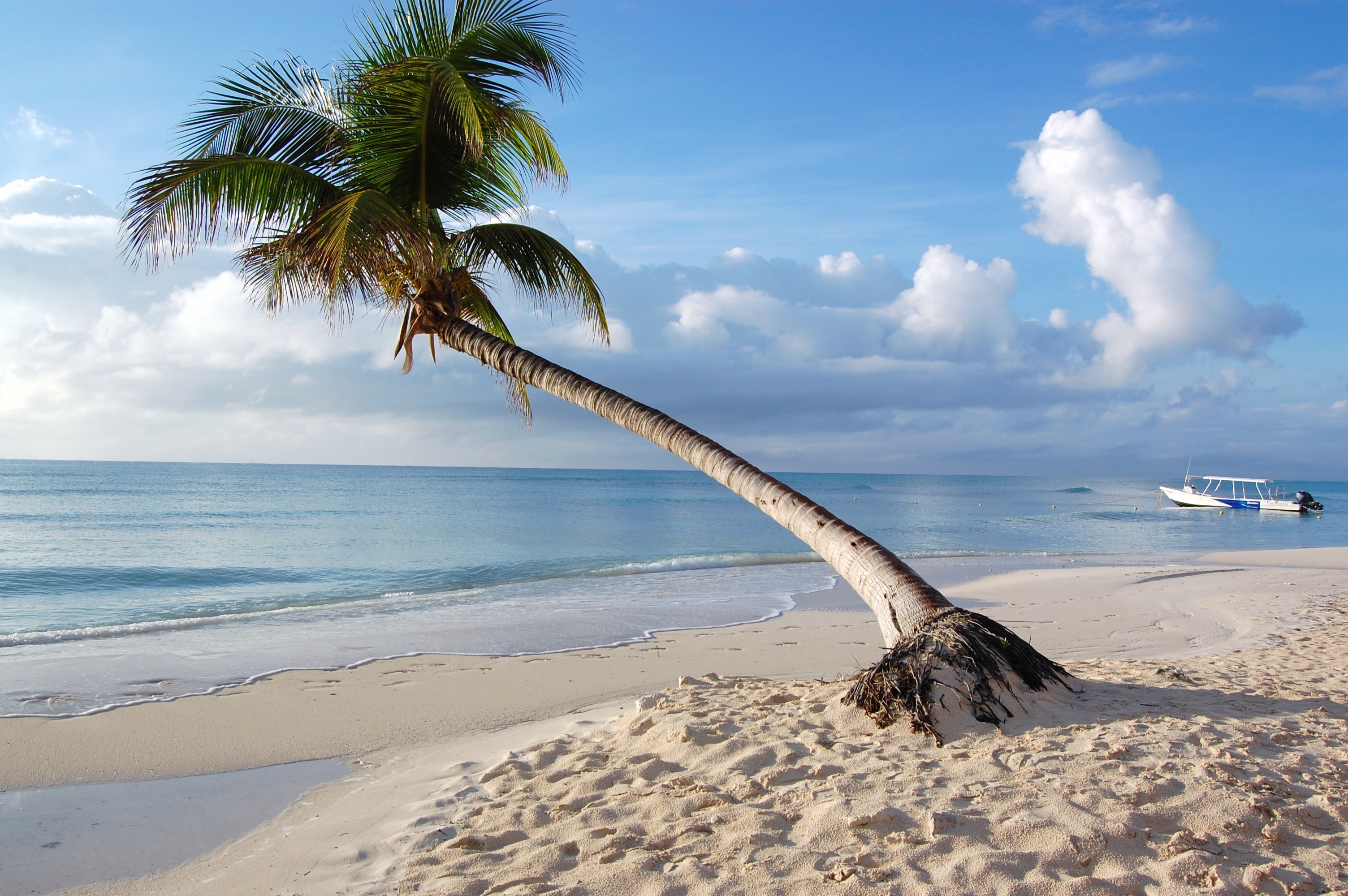 Beach palm, maldives, nature, tropics HD desktop images