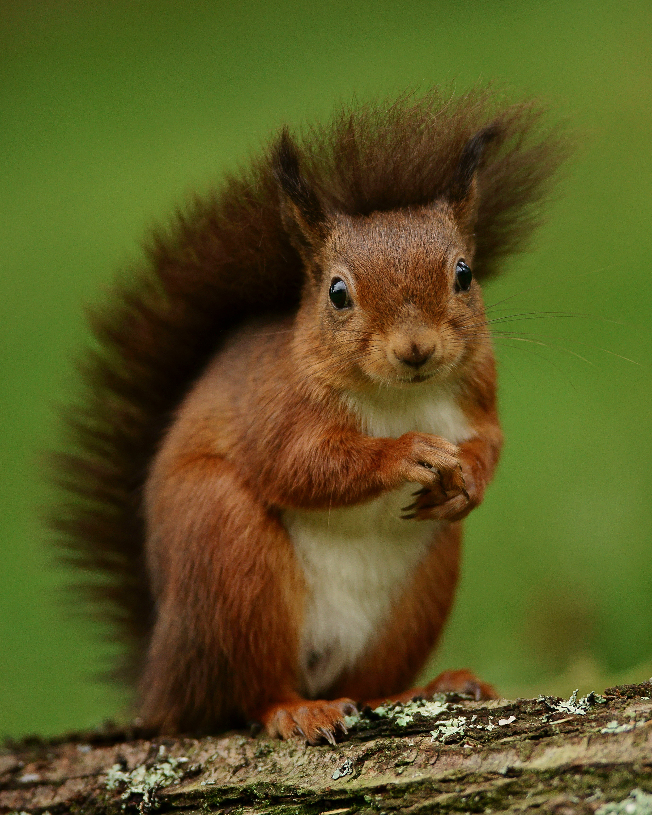 154235 Bildschirmschoner und Hintergrundbilder Eichhörnchen auf Ihrem Telefon. Laden Sie tiere, lustig, nagetier, flauschige Bilder kostenlos herunter